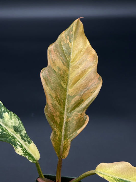 Philodendron 'Caramel Marble' in a 2.5-inch pot, showcasing its distinct, serrated leaves and unique variegation patterns.