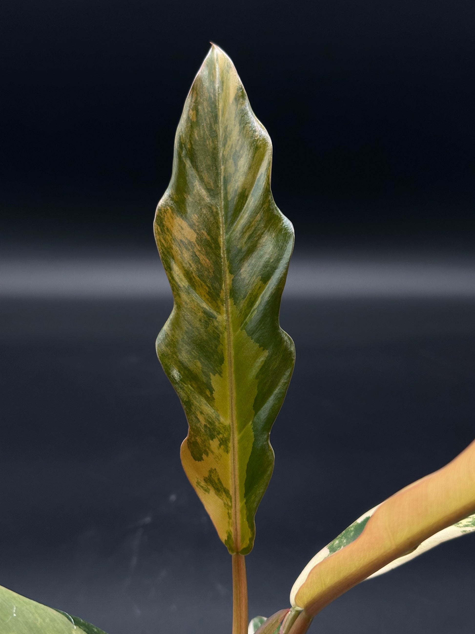 Philodendron 'Caramel Marble' (508W11) in a 2.5-inch pot, showcasing slender, serrated leaves with distinct variegation ranging from caramel brown to dark green.