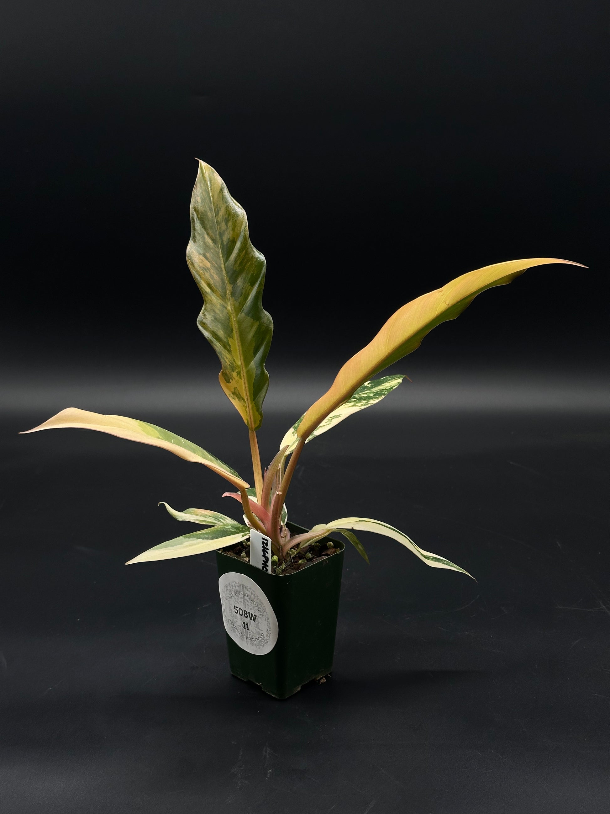 Philodendron 'Caramel Marble' (508W11) in a 2.5-inch pot, showcasing large, slender leaves with deep serrated edges, notable for its striking variegation.