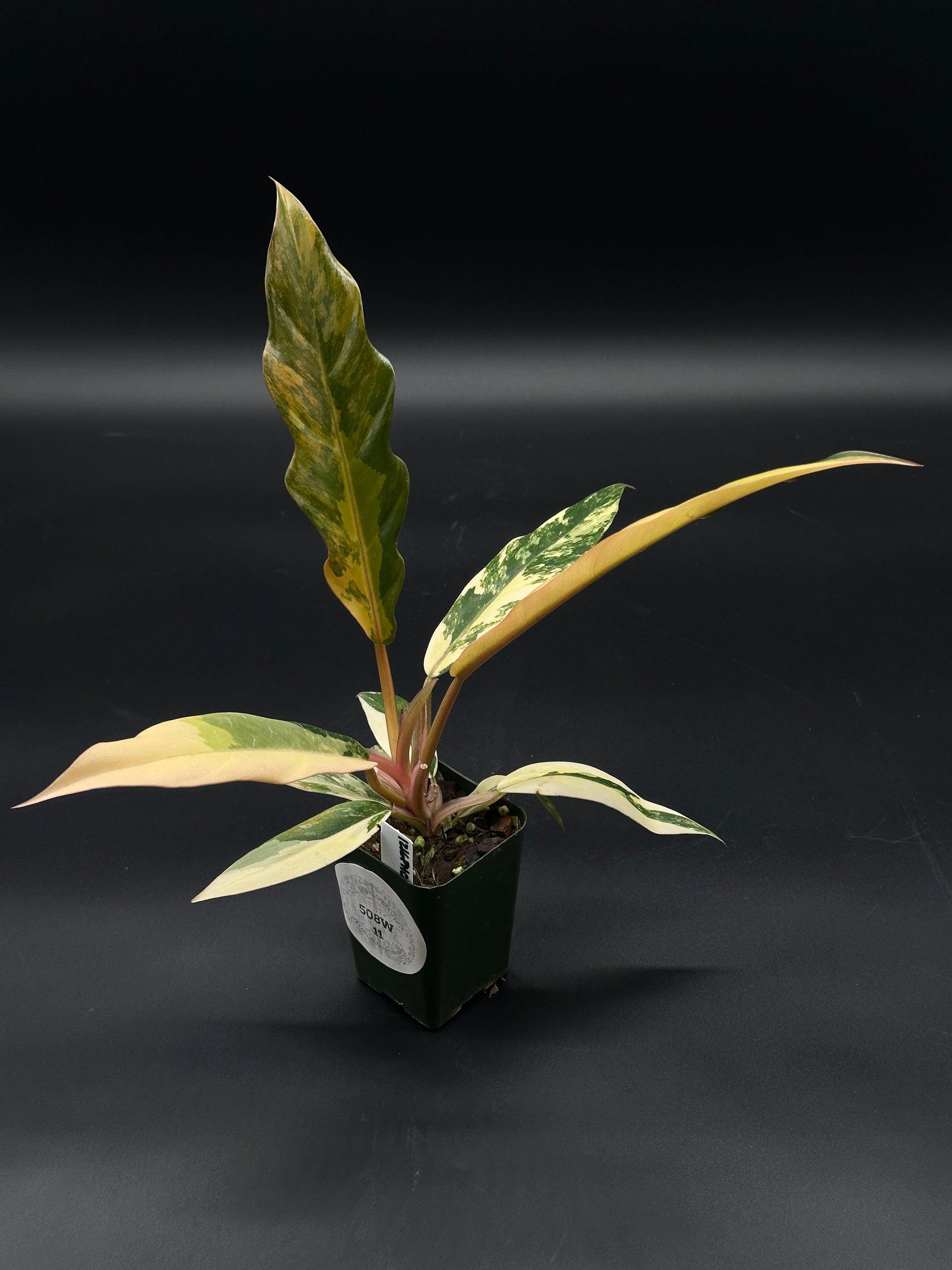 Philodendron 'Caramel Marble' (508W11) in a 2.5-inch pot, showcasing large, slender, serrated leaves with intricate variegation, transitioning from caramel brown to dark green.