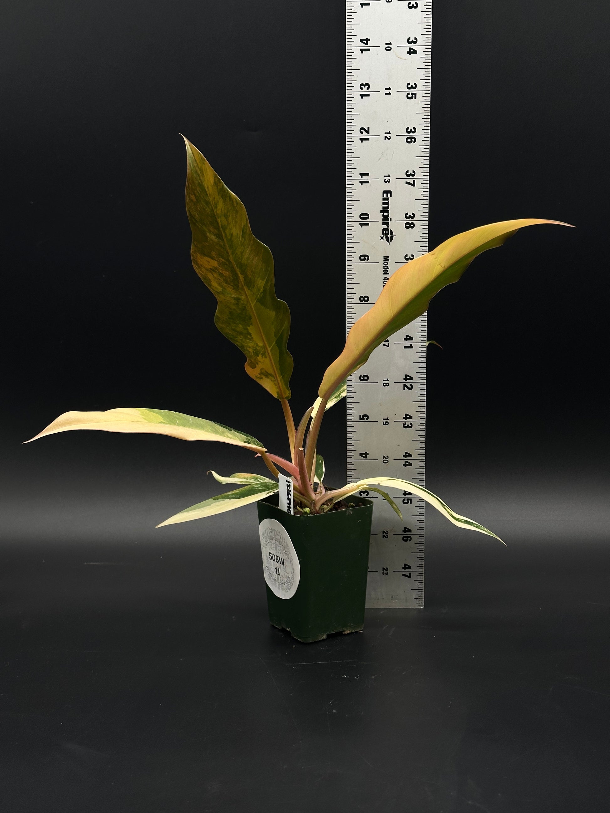 Philodendron 'Caramel Marble' (508W11) in a 2.5-inch pot, showcasing large, slender leaves with serrated edges and varied caramel to dark green variegation.