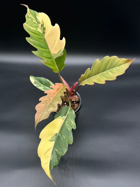 Philodendron 'Caramel Marble' in a 2.5-inch pot, showcasing large, variegated leaves with serrated edges, featuring hints of caramel brown to dark green.