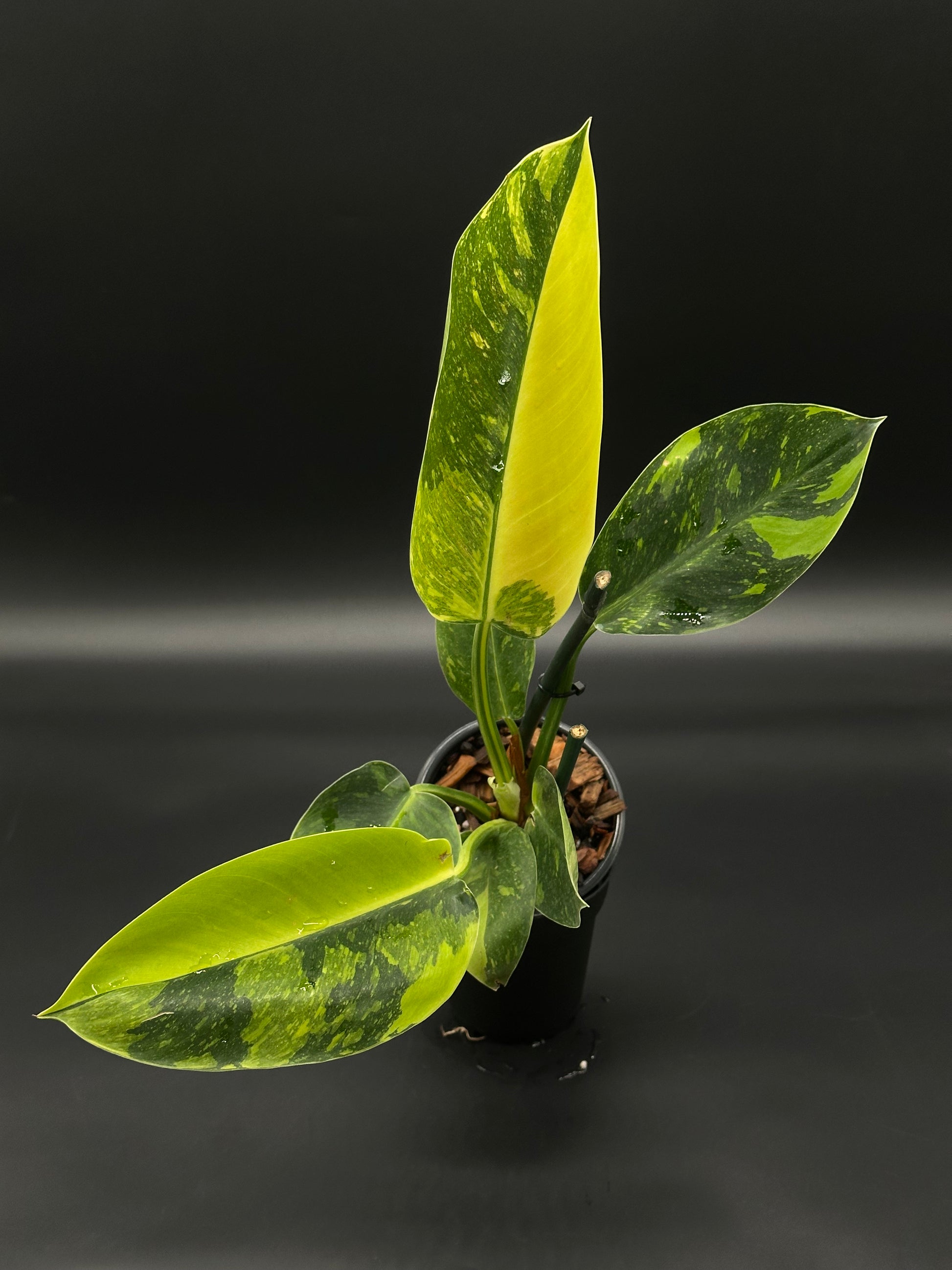Philodendron Congo Hybrid 'Nuclear' Variegated in a 4-inch pot, showcasing lush, distinctively variegated foliage, ideal for collectors of exotic houseplants.