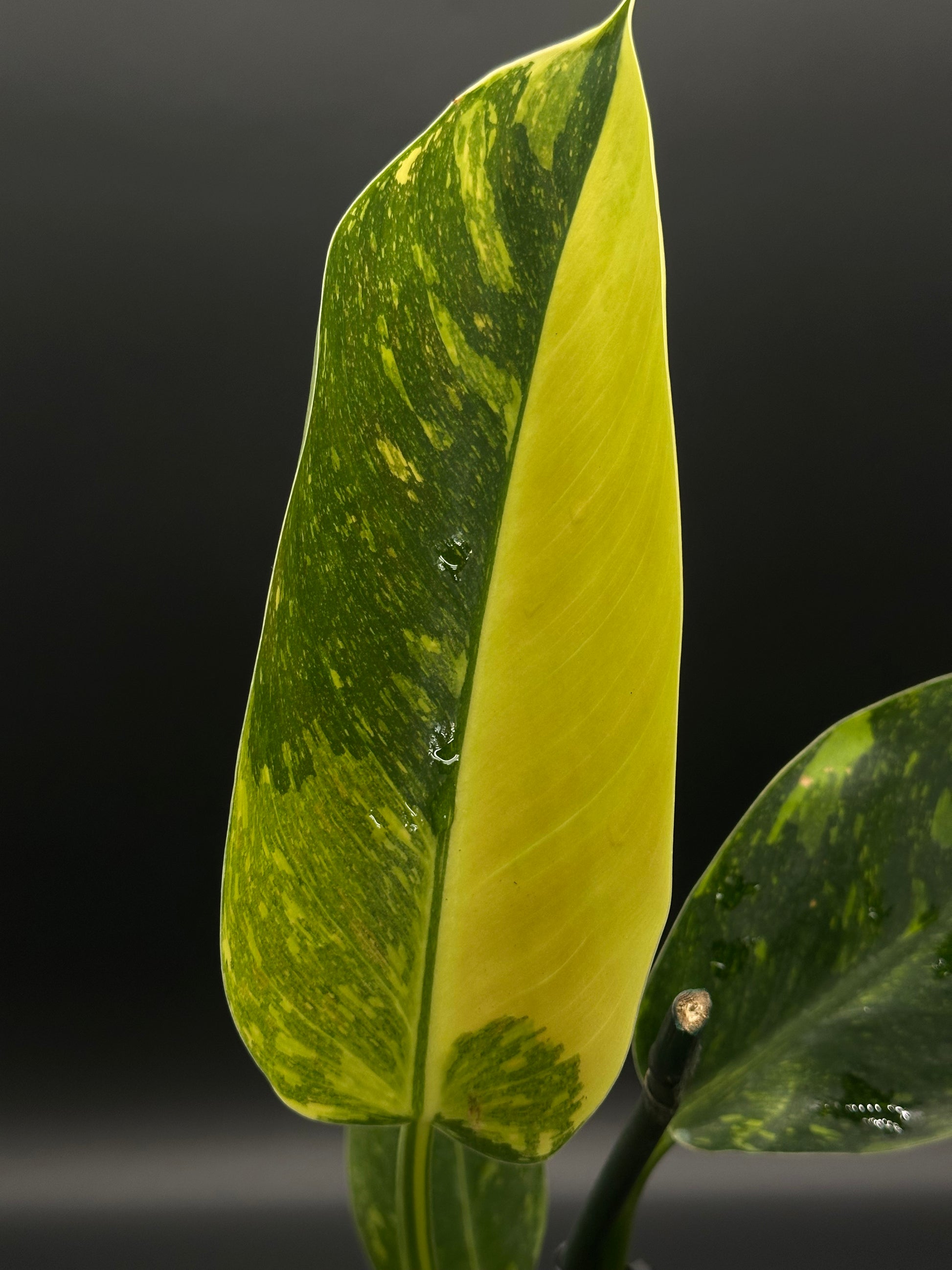 Philodendron Congo Hybrid 'Nuclear' Variegated in a 4-inch pot, showcasing its lush, rare foliage, perfect for exotic houseplant enthusiasts and collectors.