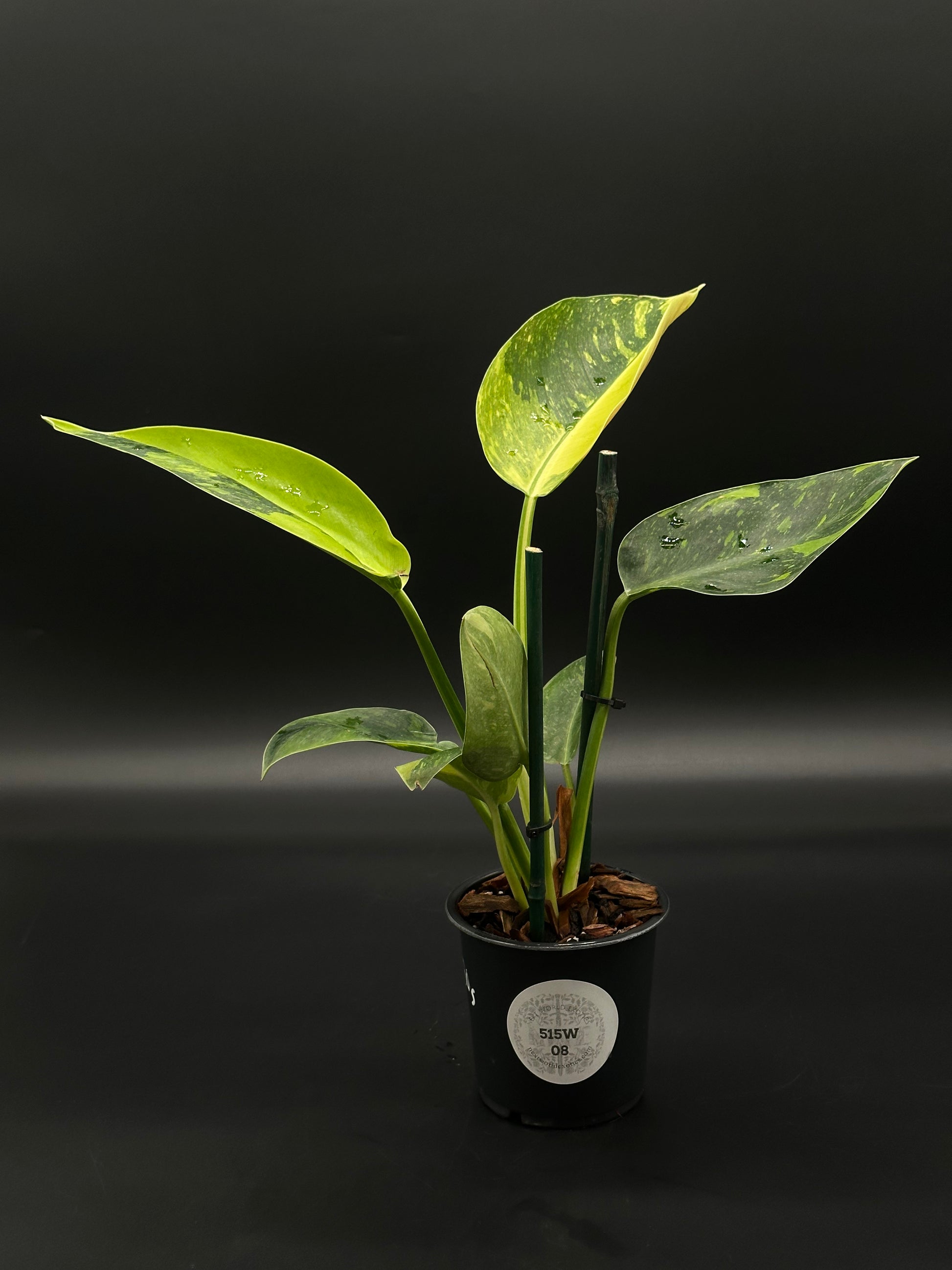 Philodendron Congo Hybrid 'Nuclear' Variegated in a 4-inch pot, showcasing its unique foliage. Perfect for exotic houseplant enthusiasts seeking rare variegated varieties.