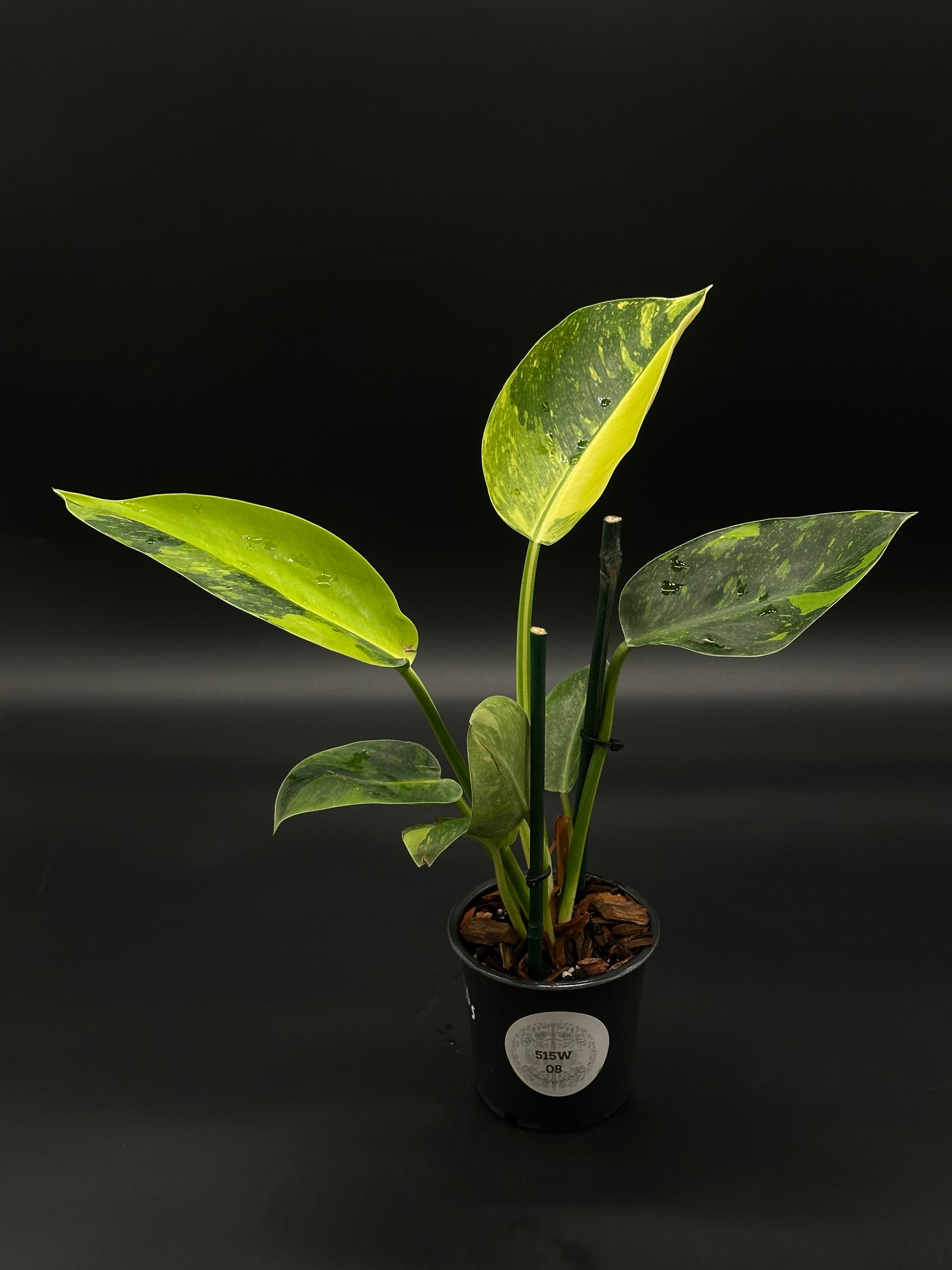 Philodendron Congo Hybrid 'Nuclear' Variegated in a 4-inch pot, showcasing its unique leaf patterns, ideal for exotic houseplant enthusiasts.