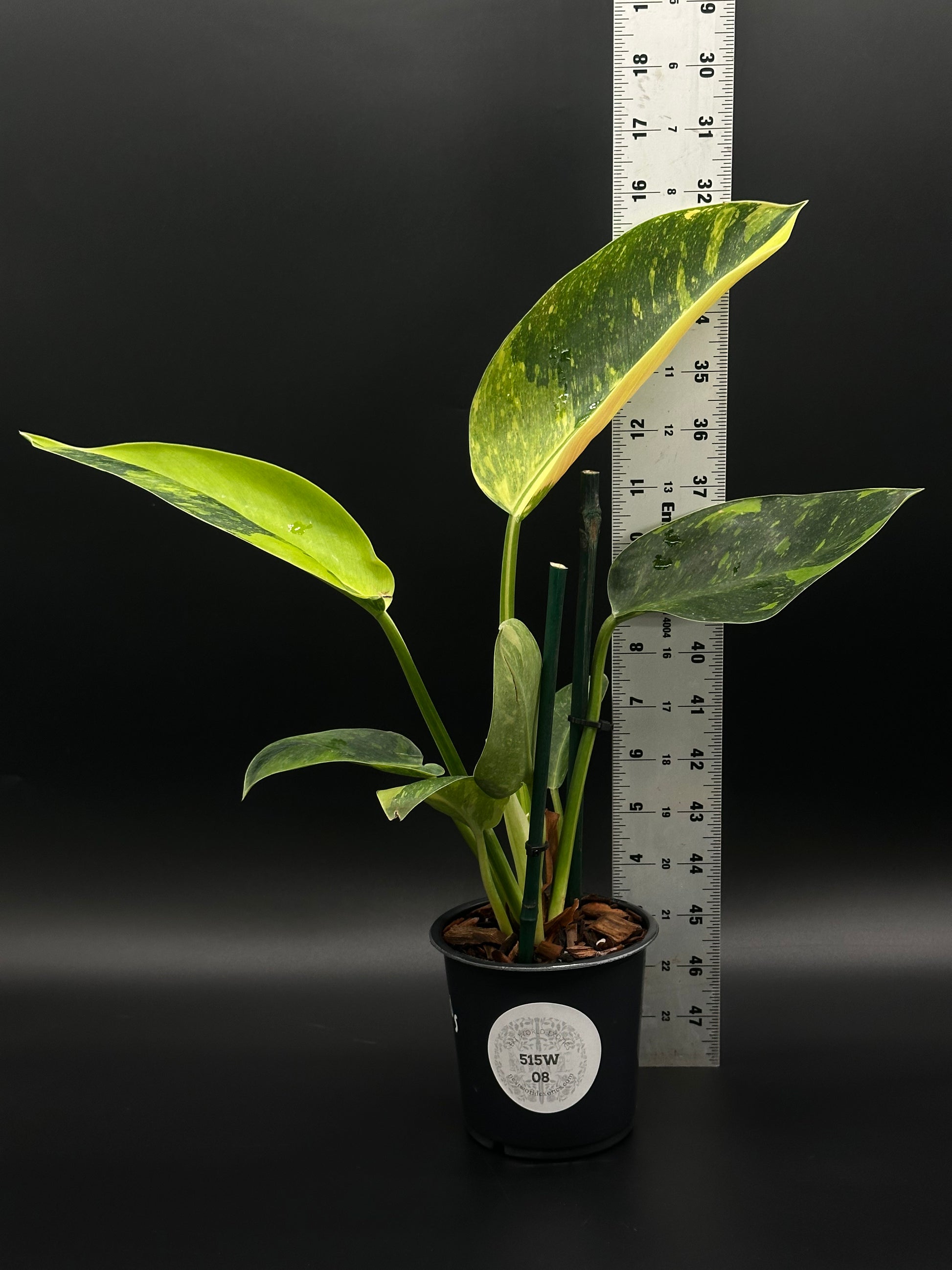 Philodendron Congo Hybrid 'Nuclear' Variegated in a 4-inch pot, showcasing its unique foliage, perfect for collectors and plant enthusiasts.