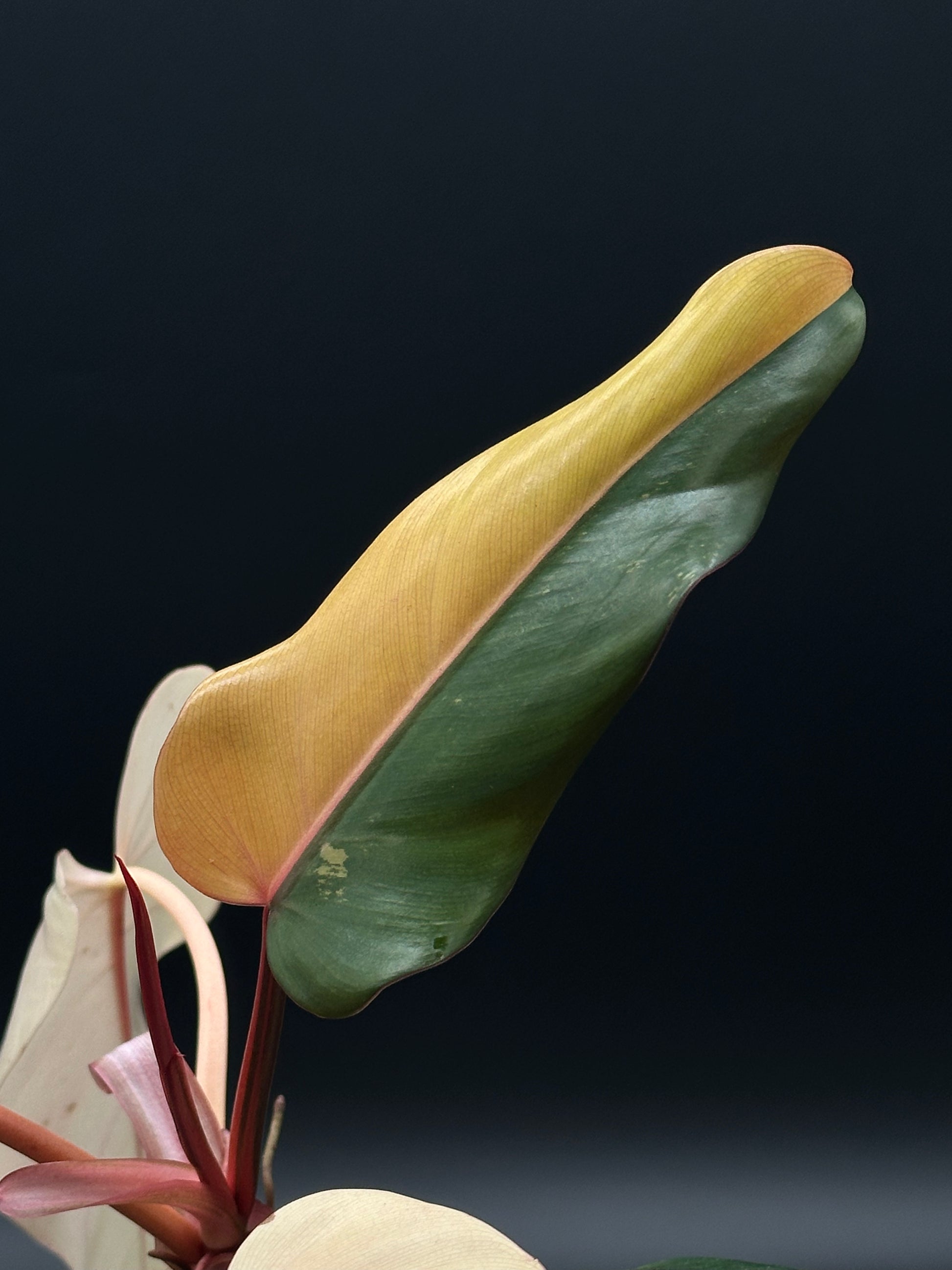 Philodendron 'Dark Lord' Variegated in a 4-inch pot, showcasing its rare, high-color variegation, ideal for exotic houseplant enthusiasts and collectors.