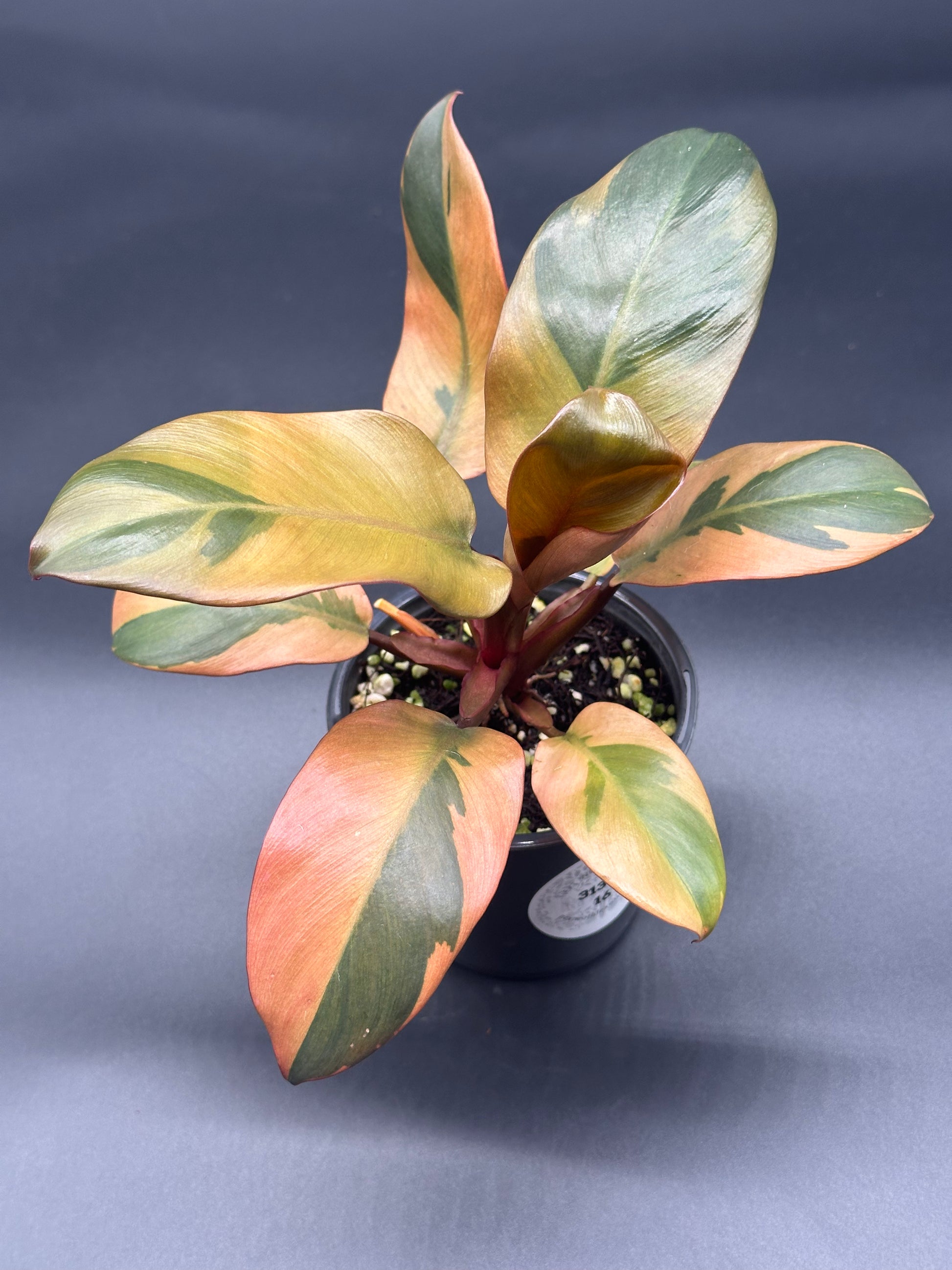 Philodendron Erubescens 'Black Cardinal' Variegated, displayed in a 4-inch pot, showcasing its unique variegation, ideal for exotic houseplant enthusiasts.