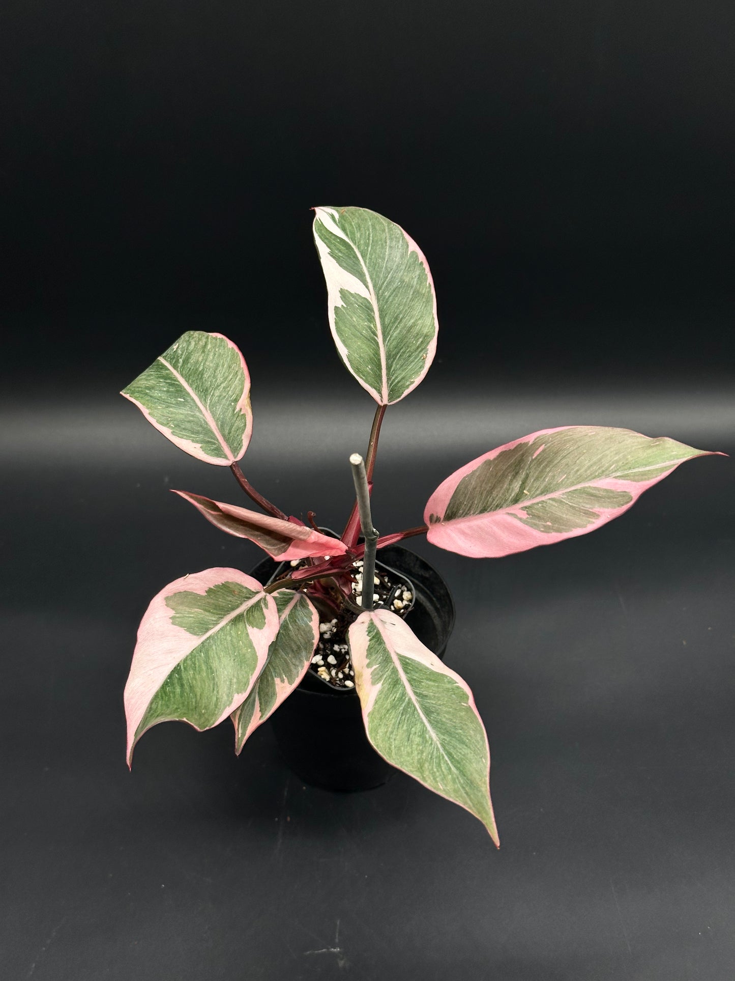 Philodendron Erubescens cv. 'Pink Princess Mutation' in a 4-inch pot, showcasing variegated pink-and-green foliage with green centers and cream-pink edges.