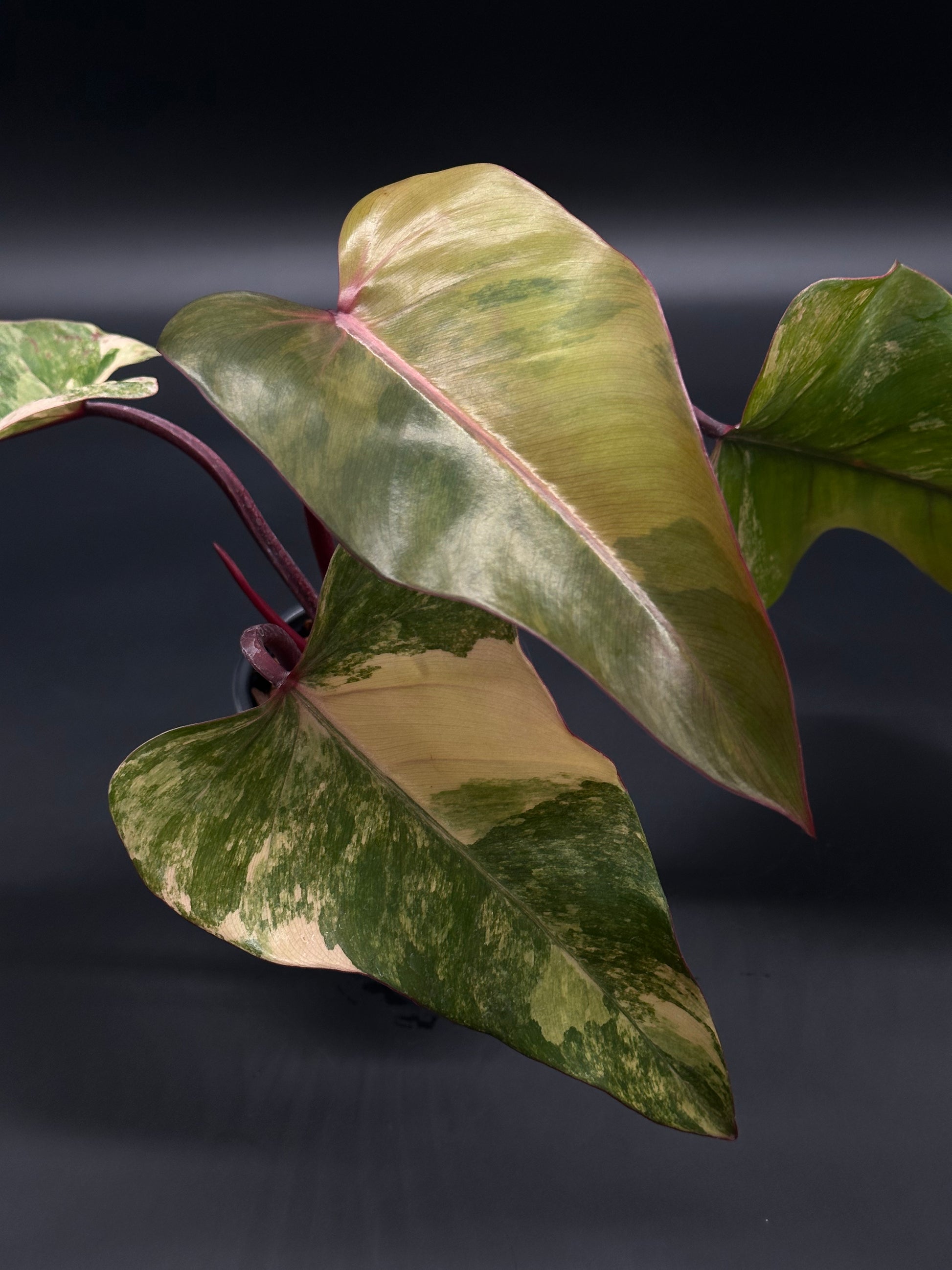 Philodendron Erubescens cv. 'Strawberry Shake' Variegated in a small pot, showcasing its unique variegated leaves, perfect for exotic houseplant enthusiasts.
