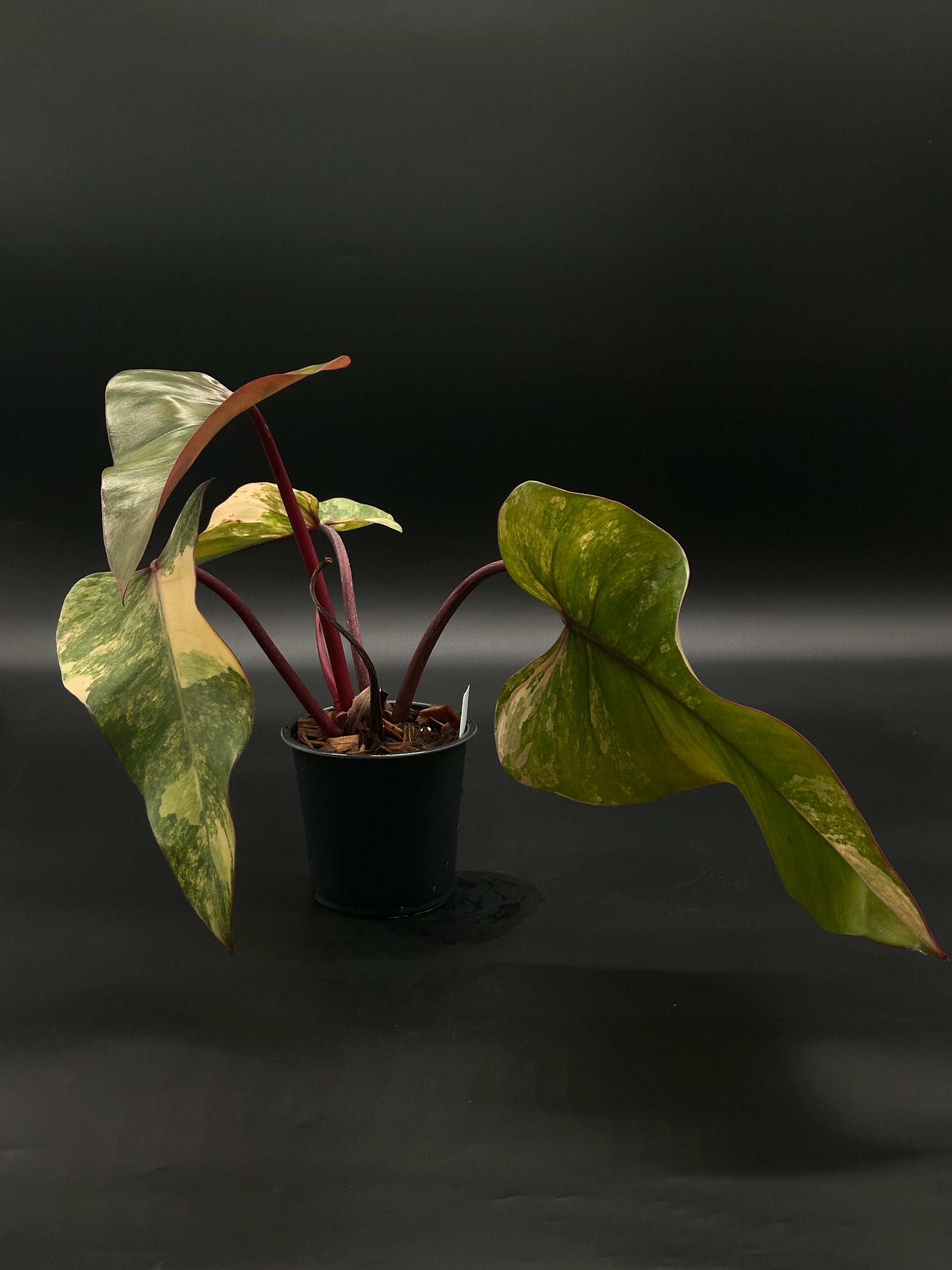 Philodendron Erubescens cv. 'Strawberry Shake' Variegated in a 2.25-inch pot, showcasing its unique foliage pattern, perfect for tropical houseplant enthusiasts.