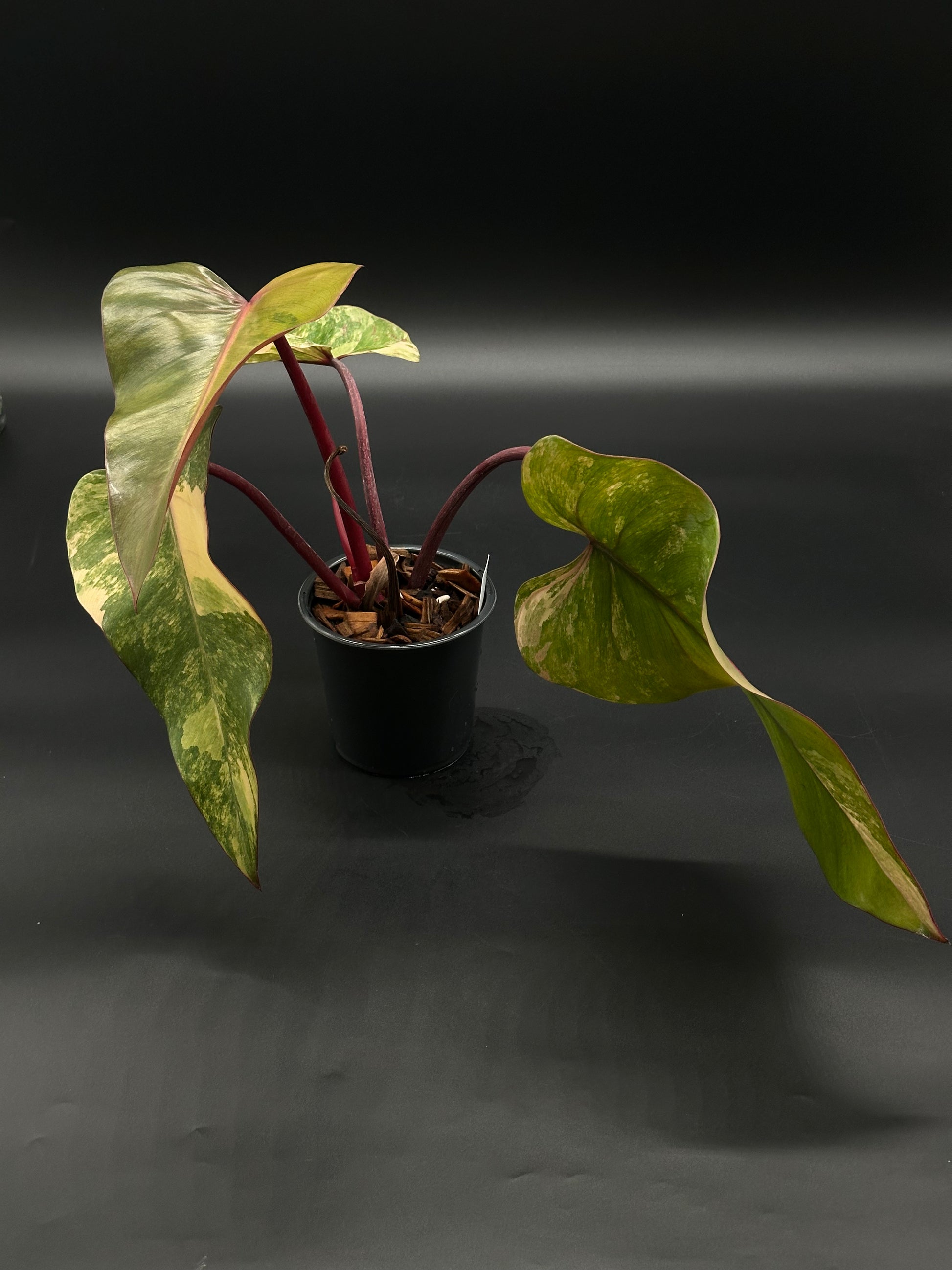 Philodendron Erubescens cv. 'Strawberry Shake' Variegated in a 2.25-inch pot, showcasing its unique variegation, ideal for exotic houseplant enthusiasts.