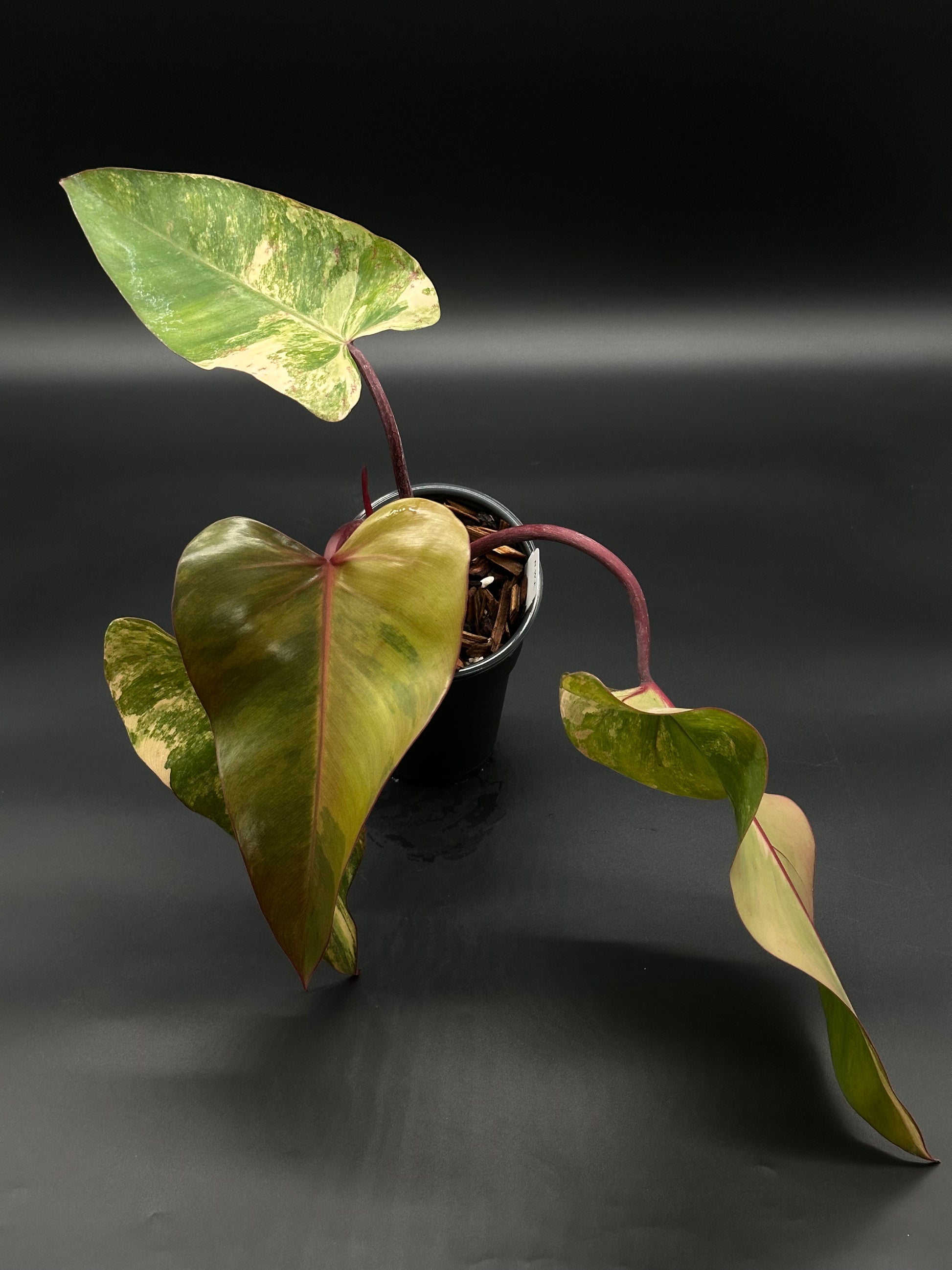 Philodendron Erubescens cv. 'Strawberry Shake' Variegated in a 2.25-inch pot, showcasing beautiful variegation, available at Next World Exotics.