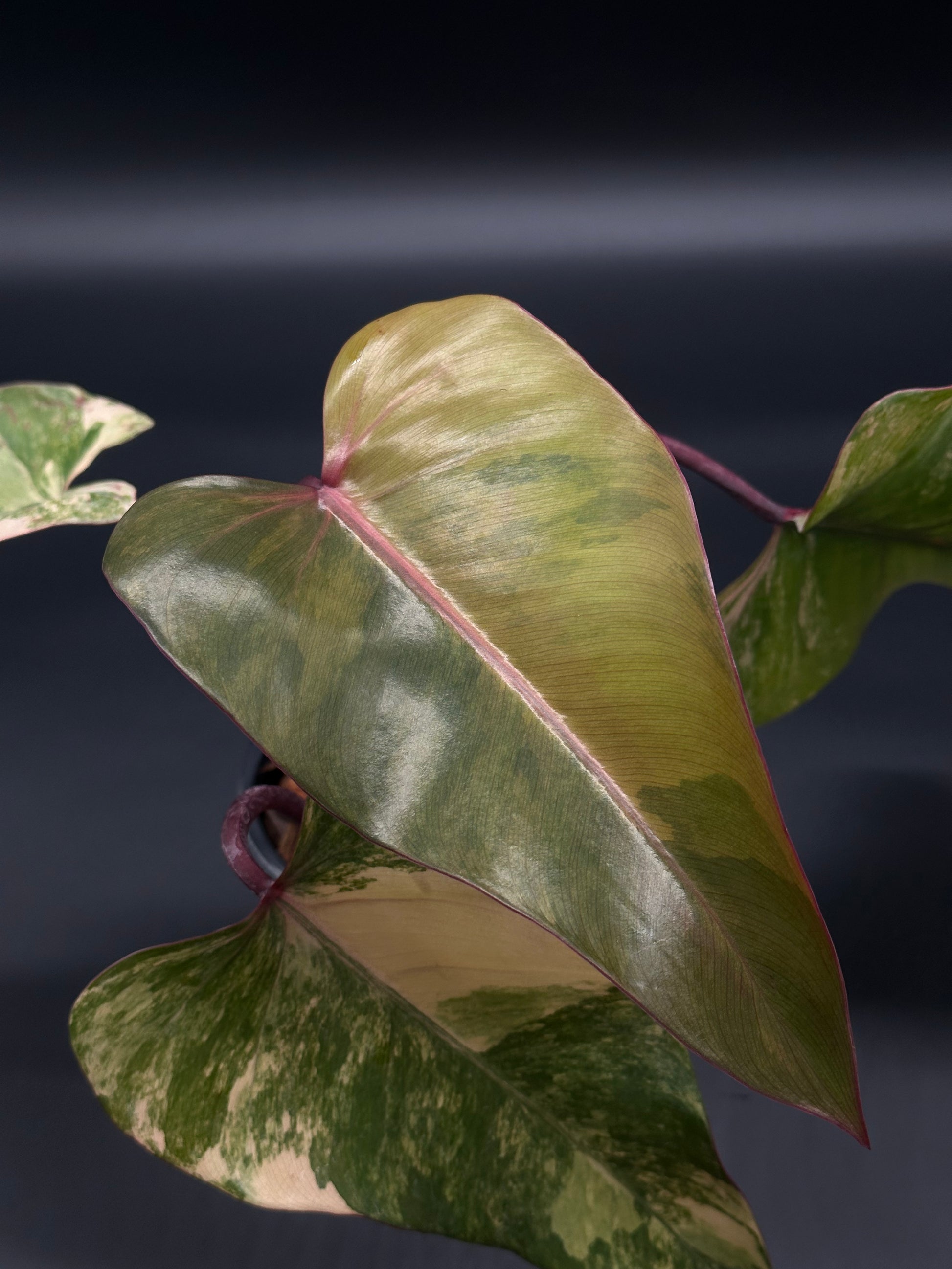 Philodendron Erubescens cv. 'Strawberry Shake' Variegated in a 2.25-inch pot, showcasing unique variegation, ideal for collectors and tropical houseplant enthusiasts.