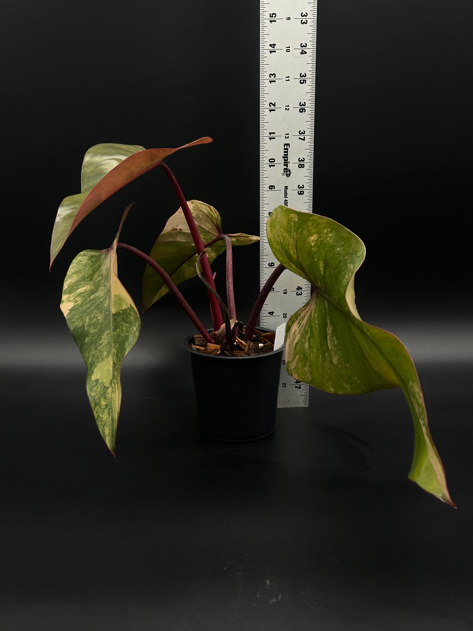 Philodendron Erubescens cv. 'Strawberry Shake' Variegated in a 2.25-inch pot, showcasing its unique variegation, perfect for exotic houseplant enthusiasts.