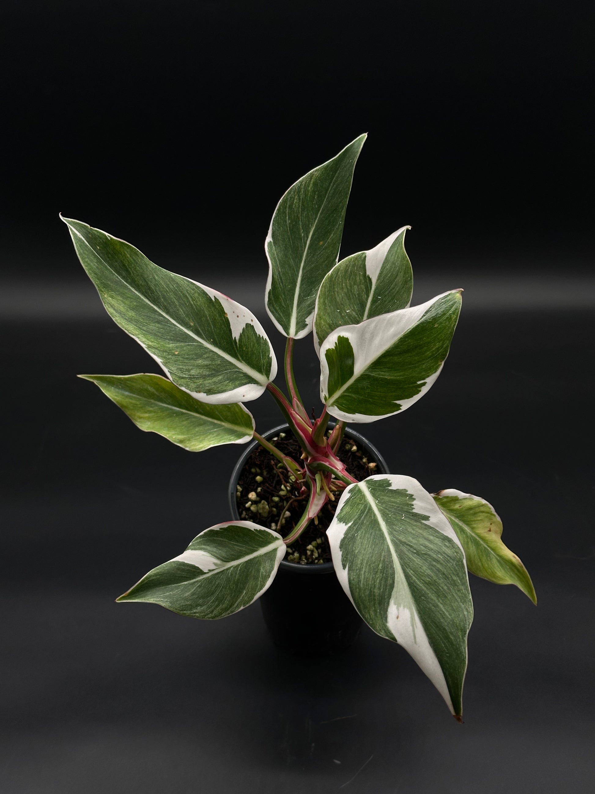 Philodendron Erubescens cv. 'White Knight' Mutation in a 4-inch pot, showcasing distinctive striped petioles, available at Next World Exotics for rare plant enthusiasts.