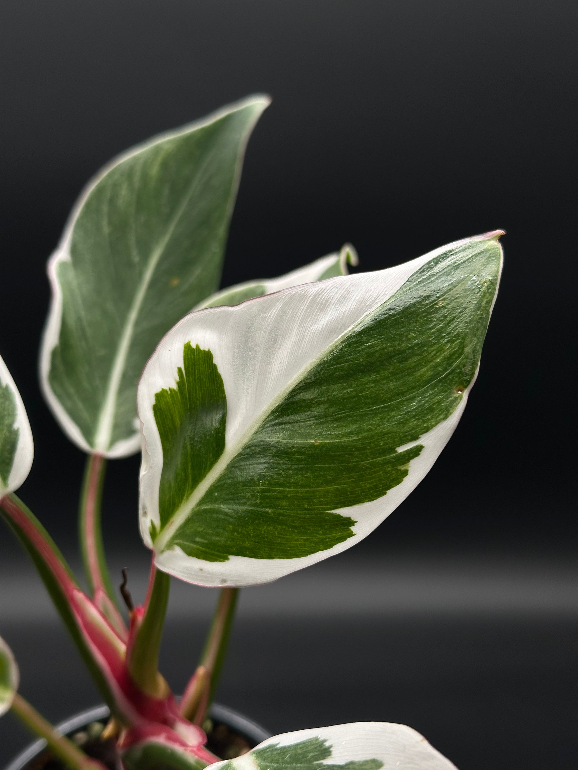 Philodendron Erubescens cv. 'White Knight' Mutation with striking striped petioles, showcased in a 4-inch pot, ideal for rare plant collectors.
