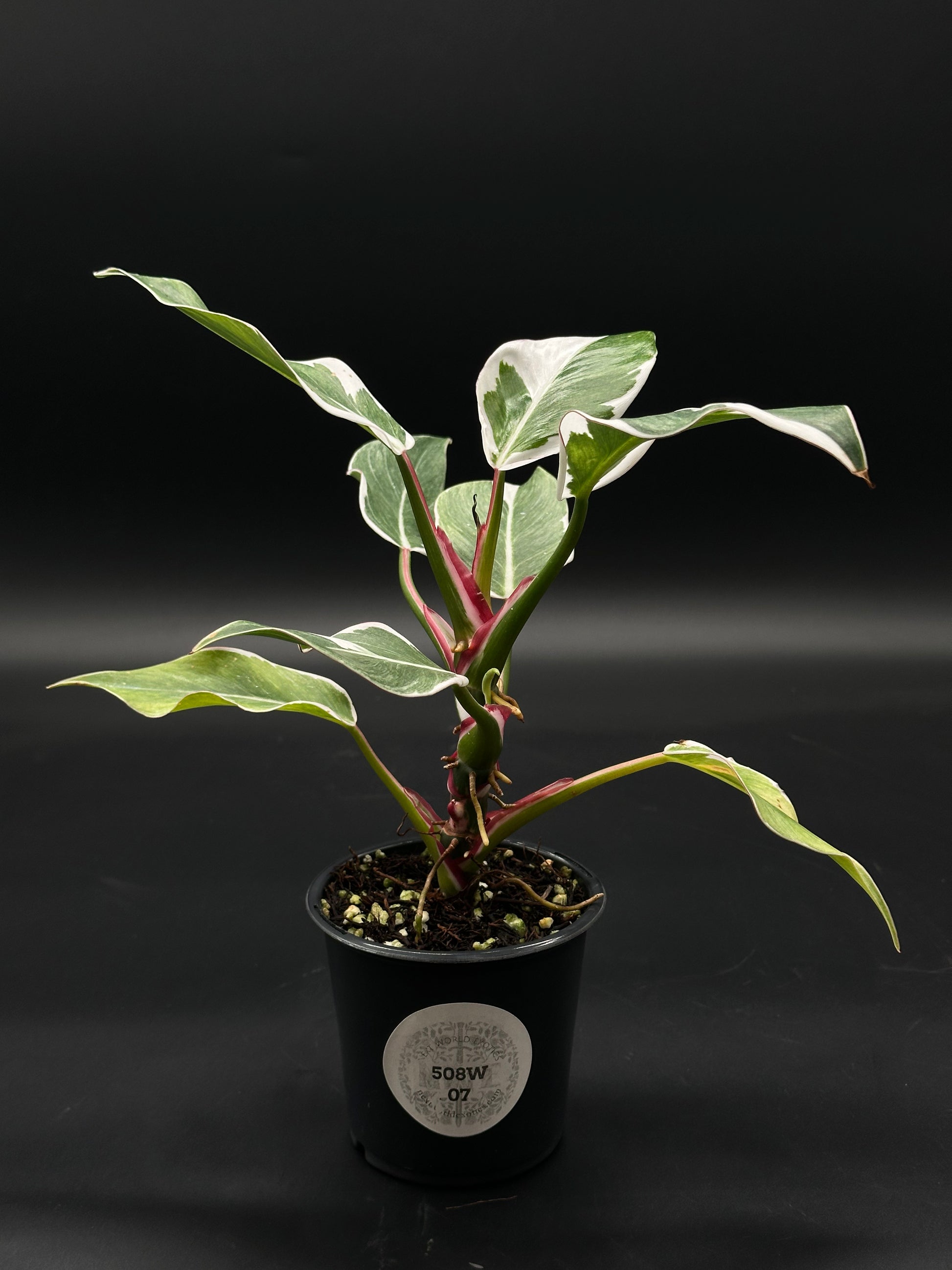 Philodendron Erubescens cv. 'White Knight' Mutation with striped petioles in a 4-inch pot from Next World Exotics, specialized in rare variegated houseplants.