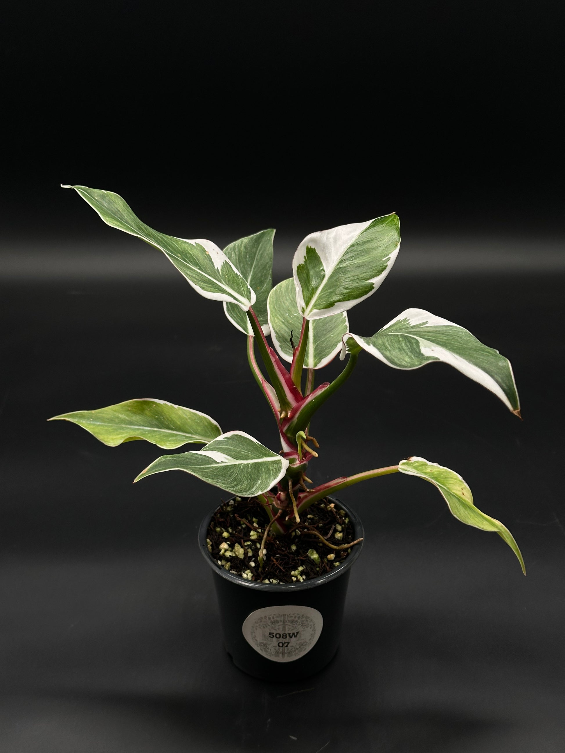Philodendron Erubescens cv. 'White Knight' Mutation with distinct striped petioles, potted in a 4-inch container, from Next World Exotics.