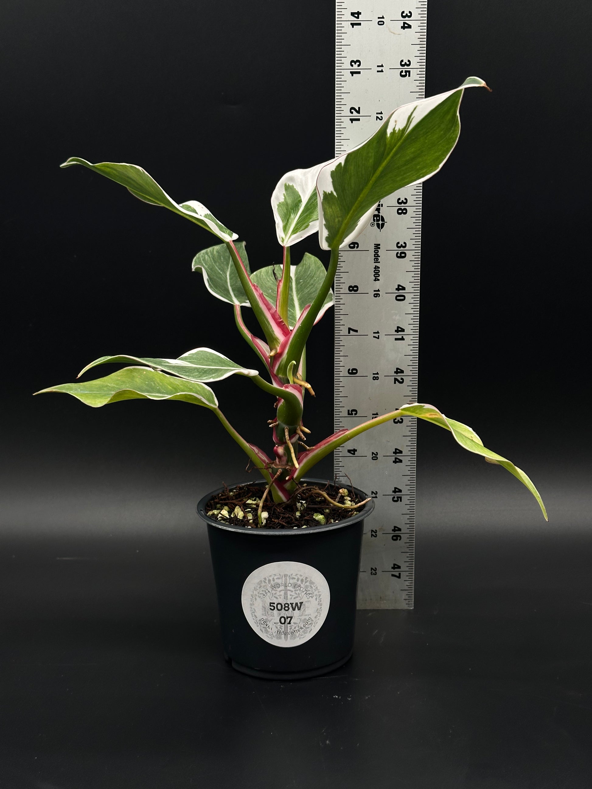 Philodendron Erubescens cv. 'White Knight' Mutation in a 4-inch pot, showcasing unique striped petioles, ideal for exotic houseplant enthusiasts.