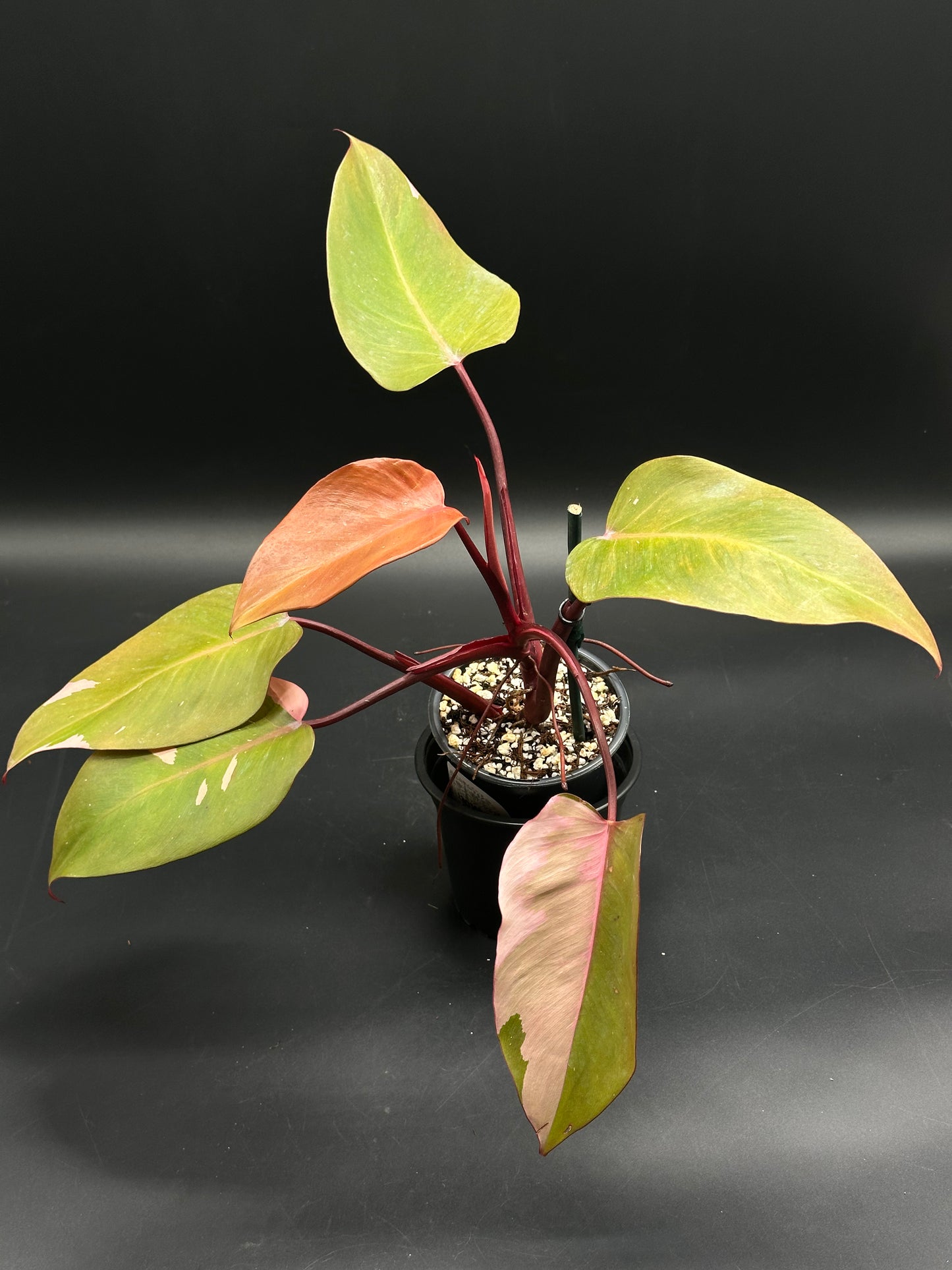 Philodendron Erubescens 'Persimmon Princess' (130W055) in a black nursery pot, showcasing variegated green and pink leaves with reddish stems.