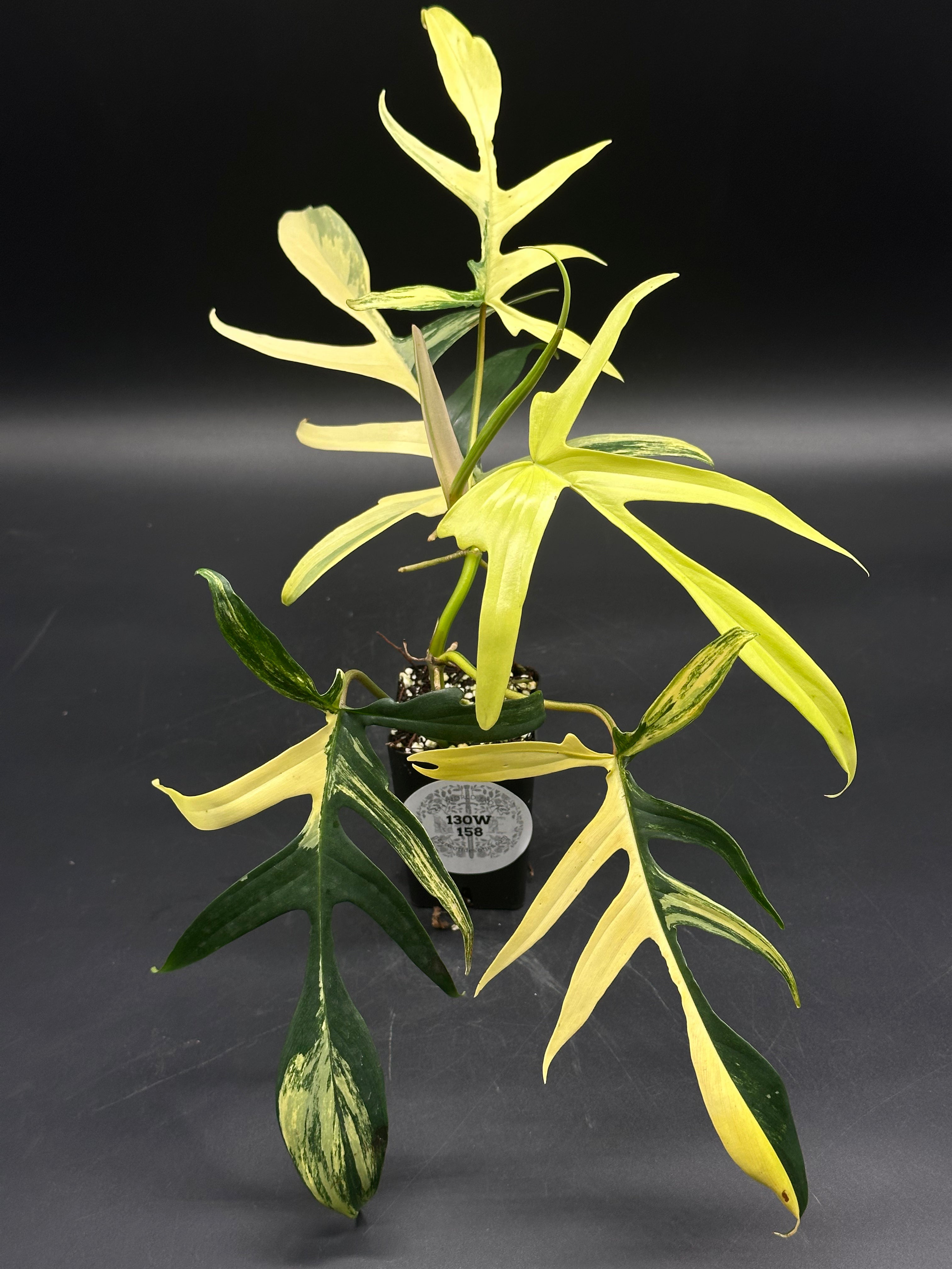 Philodendron ('Florida Beauty' x Polypodioides) Variegated