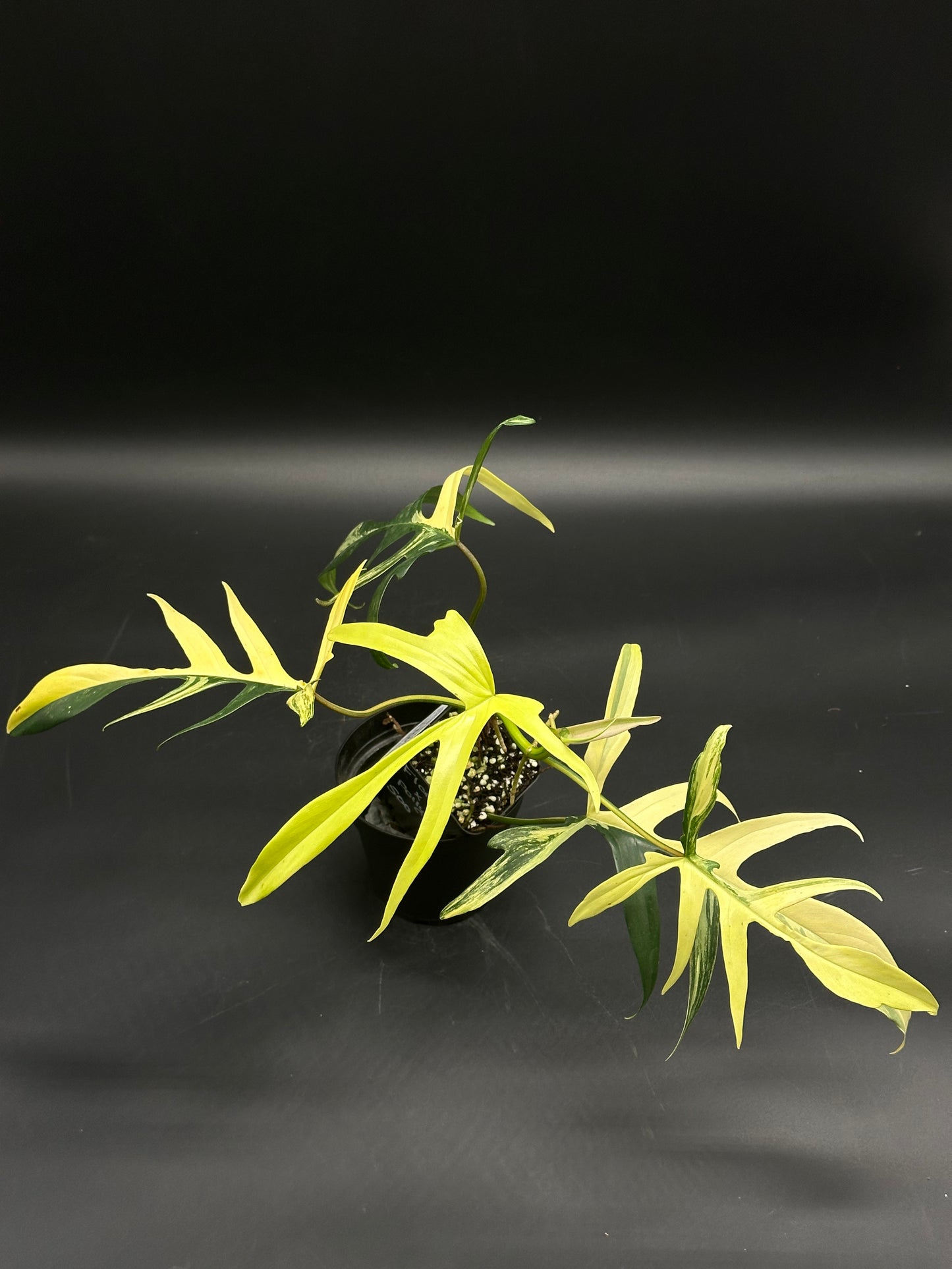 Philodendron ('Florida Beauty' x Polypodioides) Variegated features deeply lobed leaves with yellow-to-green patterns, highlighting its architectural design in a potted display.