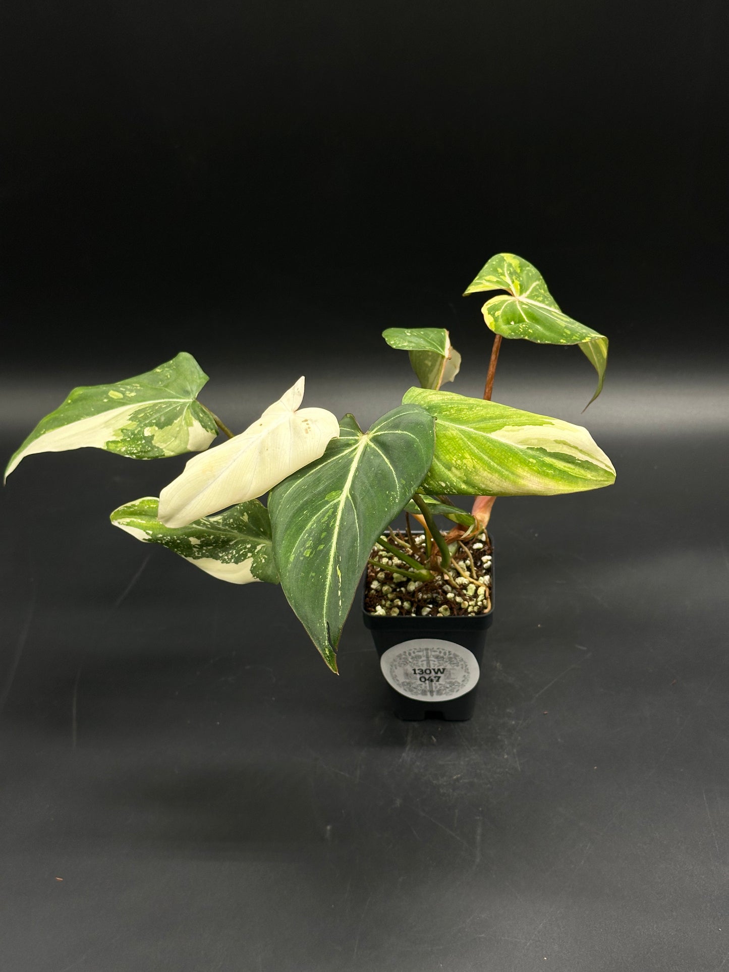 Philodendron Gloriosum cv. 'Galaxy' (130W047) with heart-shaped, mottled green and creamy white leaves in a black nursery pot, showcasing a unique galaxy mutation pattern.