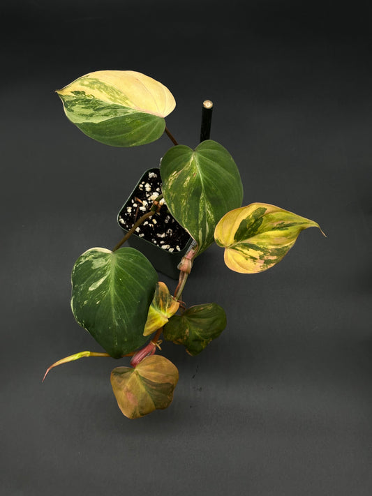 Philodendron Hederaceum (Micans) Variegated plant with unique leaf patterns, ideal for collectors and enthusiasts seeking exotic, variegated tropical houseplants.