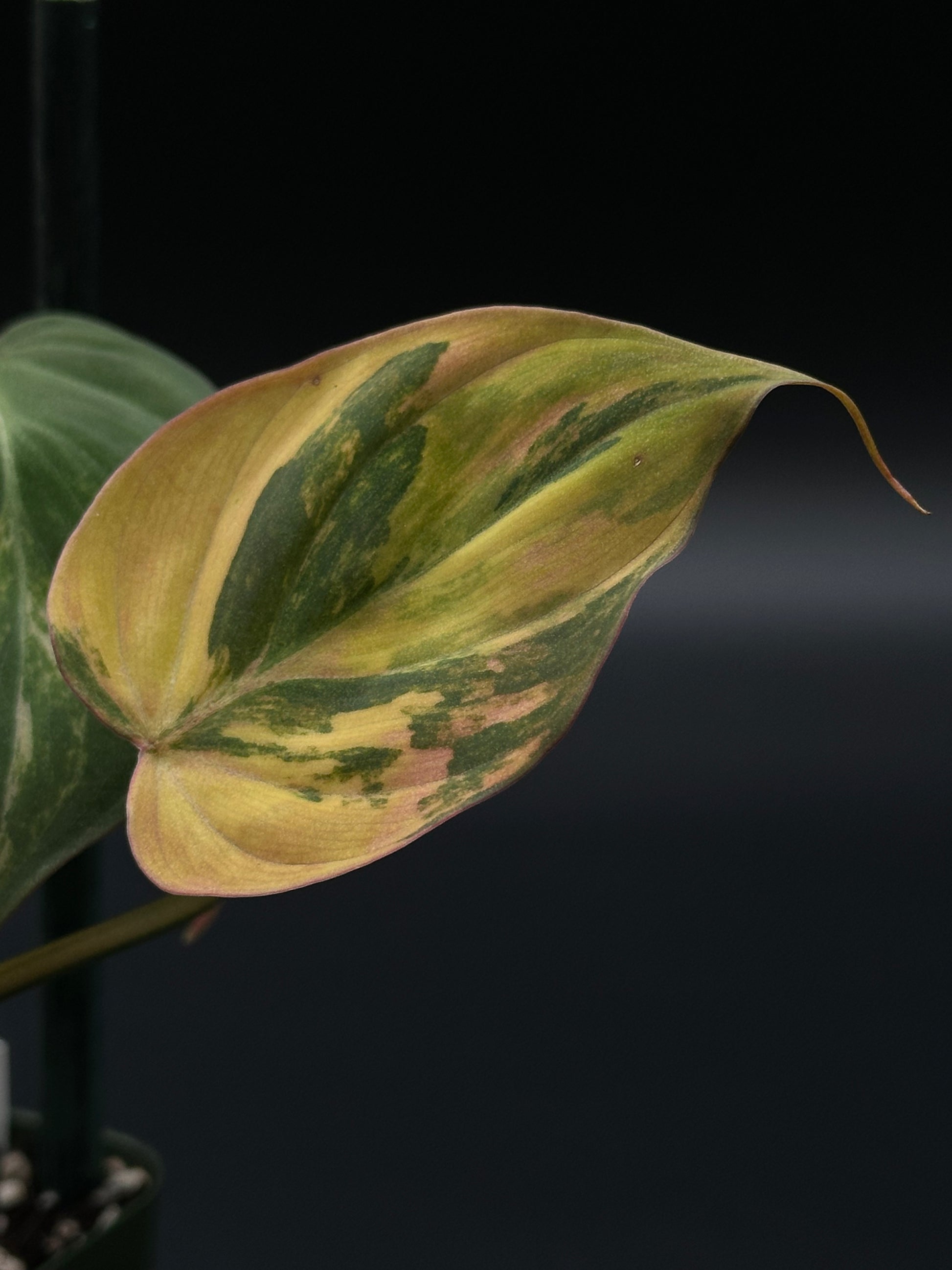 Philodendron Hederaceum (Micans) Variegated plant with distinctively patterned leaves, ideal for collectors and houseplant enthusiasts. Featured among Next World Exotics' rare tropical offerings.