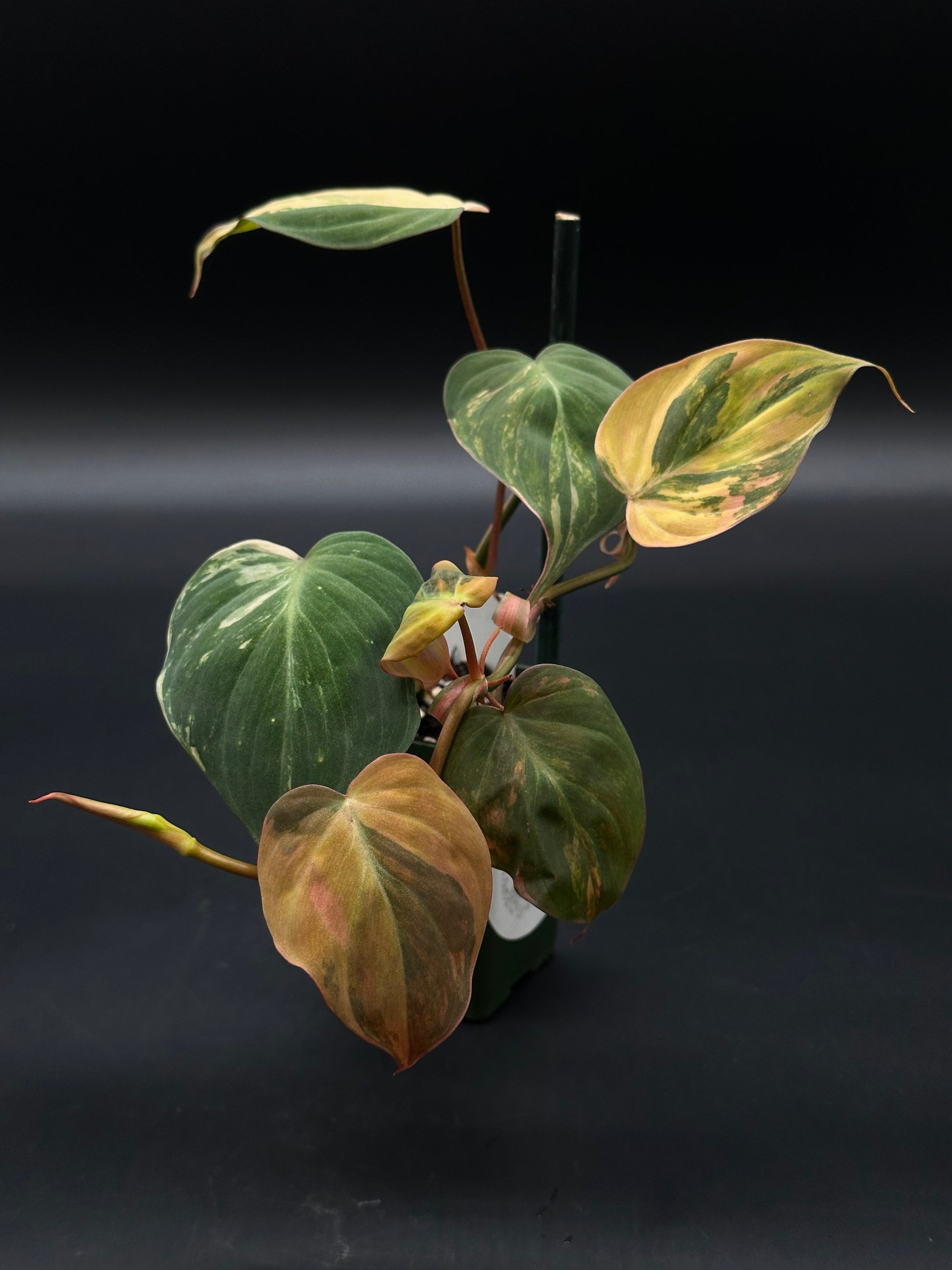Philodendron Hederaceum (Micans) Variegated plant with distinct variegated leaves, suitable for collectors and plant enthusiasts, showcased by Next World Exotics.