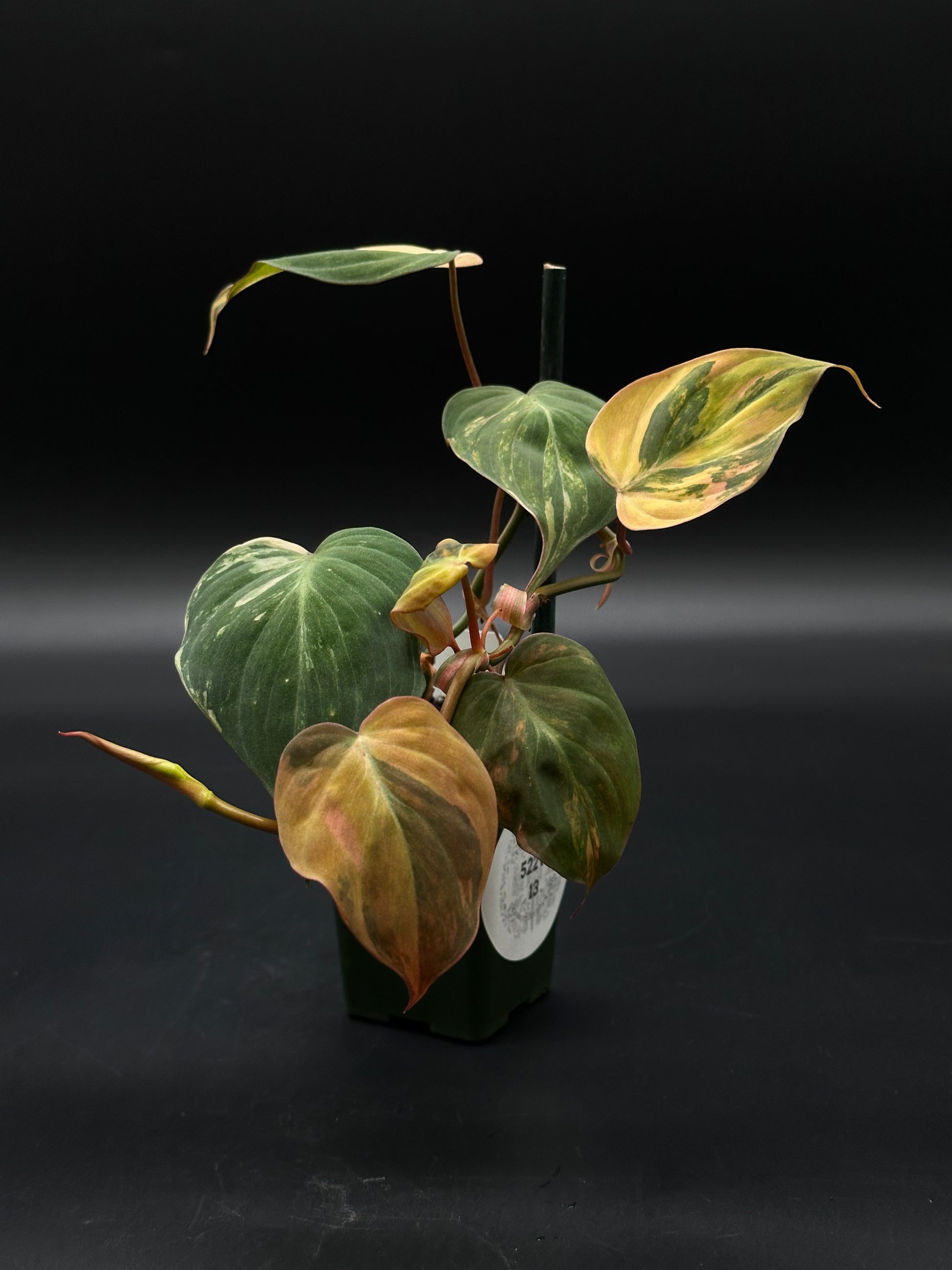 Philodendron Hederaceum (Micans) Variegated plant with uniquely patterned leaves, ideal for collectors or beginners, showcasing exotic variegation typical of Next World Exotics' rare offerings.