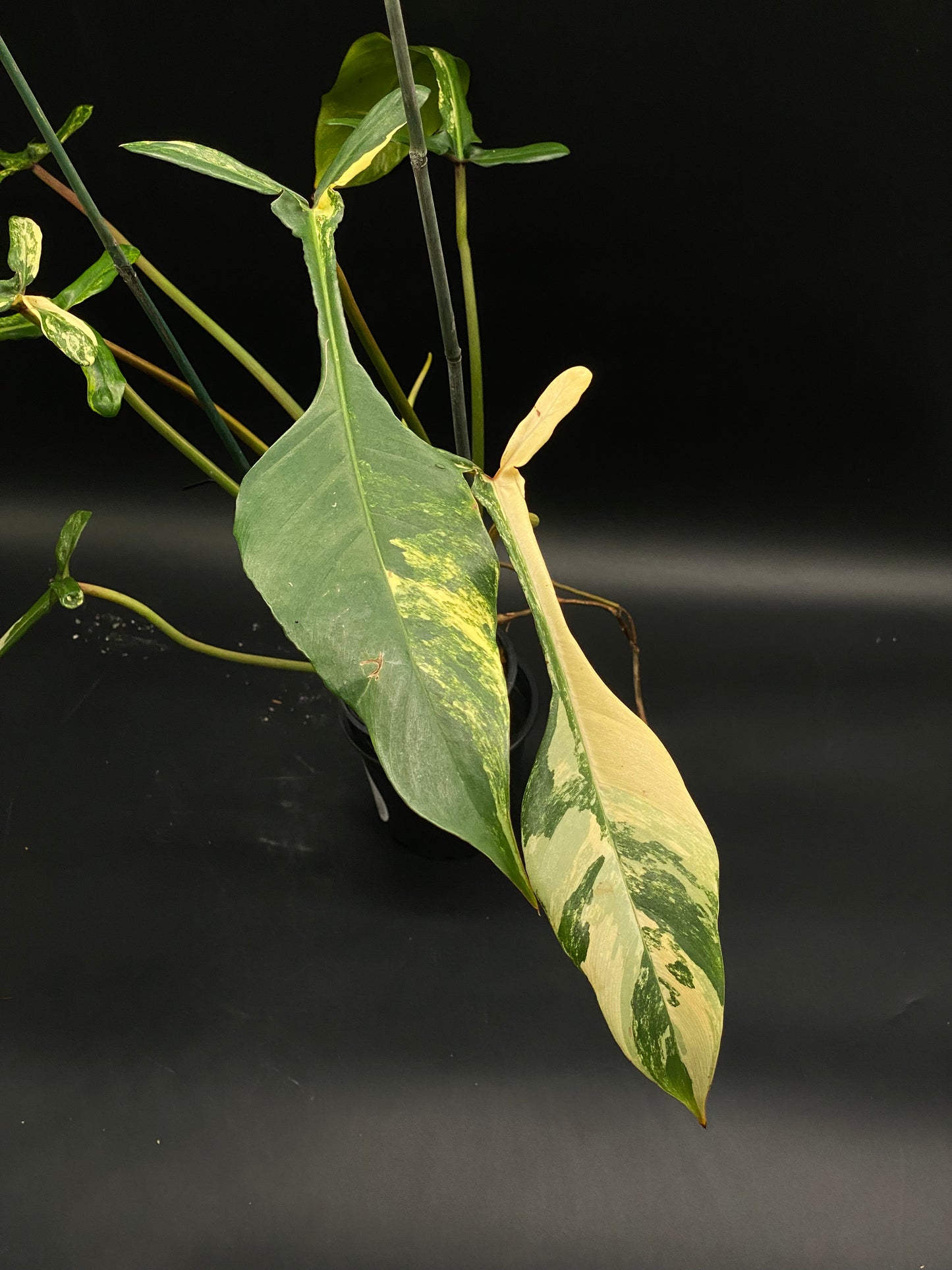 Philodendron Joepii Variegated in a 4-inch black pot, supported by stakes, showcasing long, uniquely mottled leaves nearing full maturity.