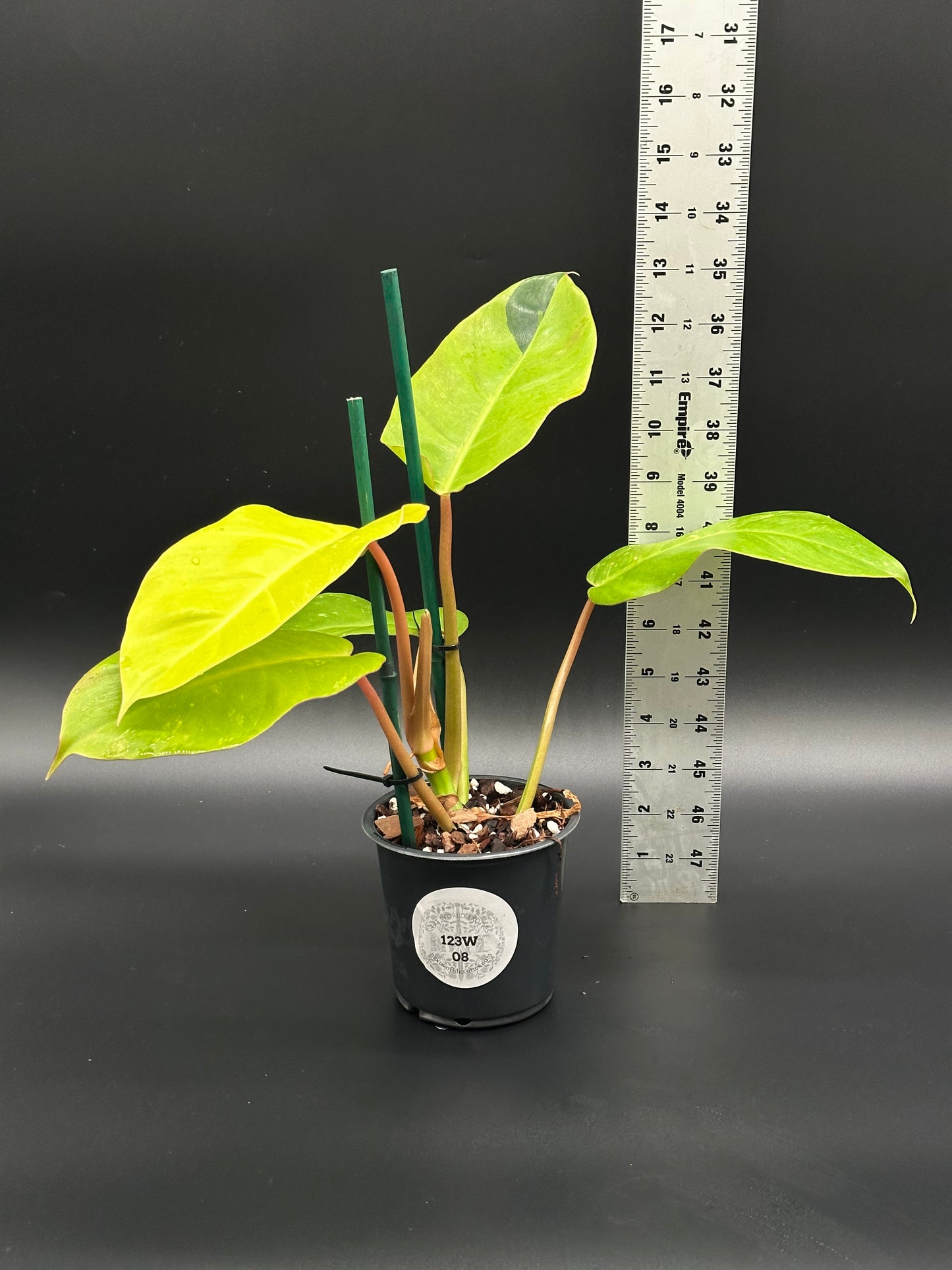 Philodendron 'Jungle Fever' in a 4-inch pot next to a ruler, showcasing its bright leaves. Ideal for exotic houseplant enthusiasts.