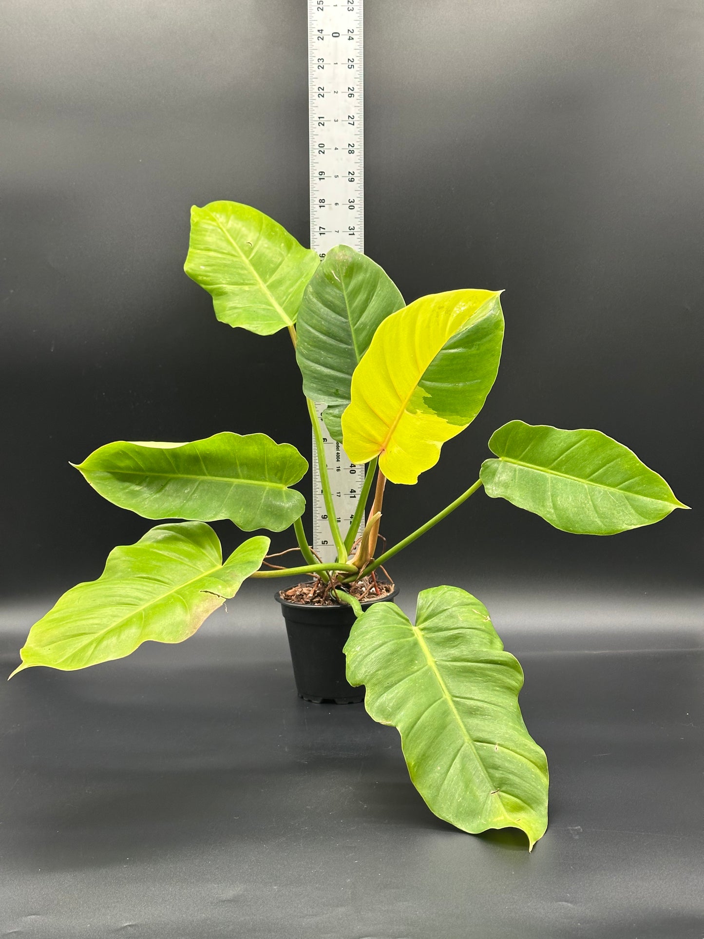 Philodendron 'Jungle Fever' in a 4-inch pot, showcasing vibrant leaves, ideal for indoor spaces. Featured as part of Next World Exotics' rare plant collection.