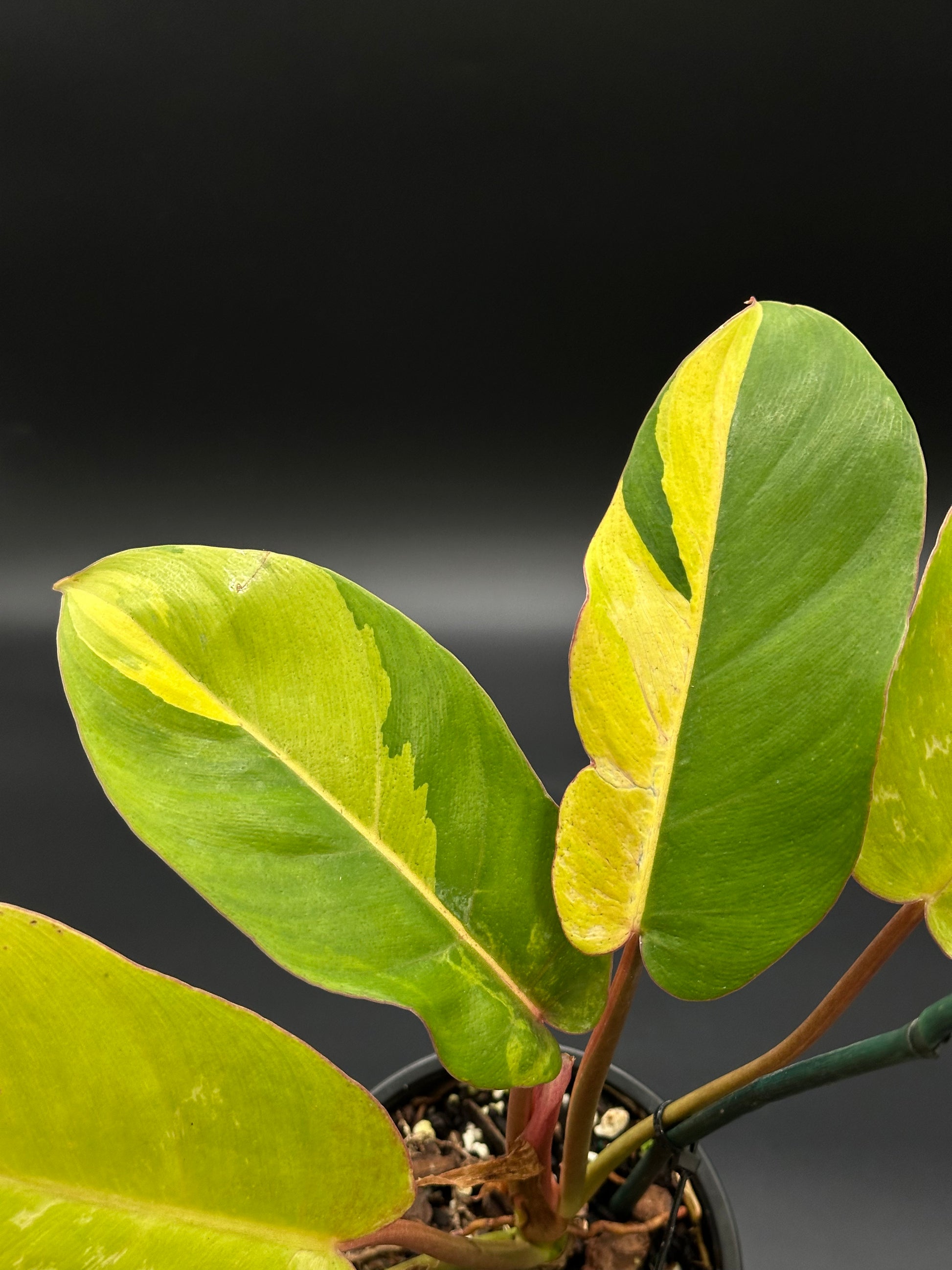 Philodendron 'Jungle Fever' in a 4-inch pot, showcasing bright variegated leaves with a close-up view of intricate leaf patterns.