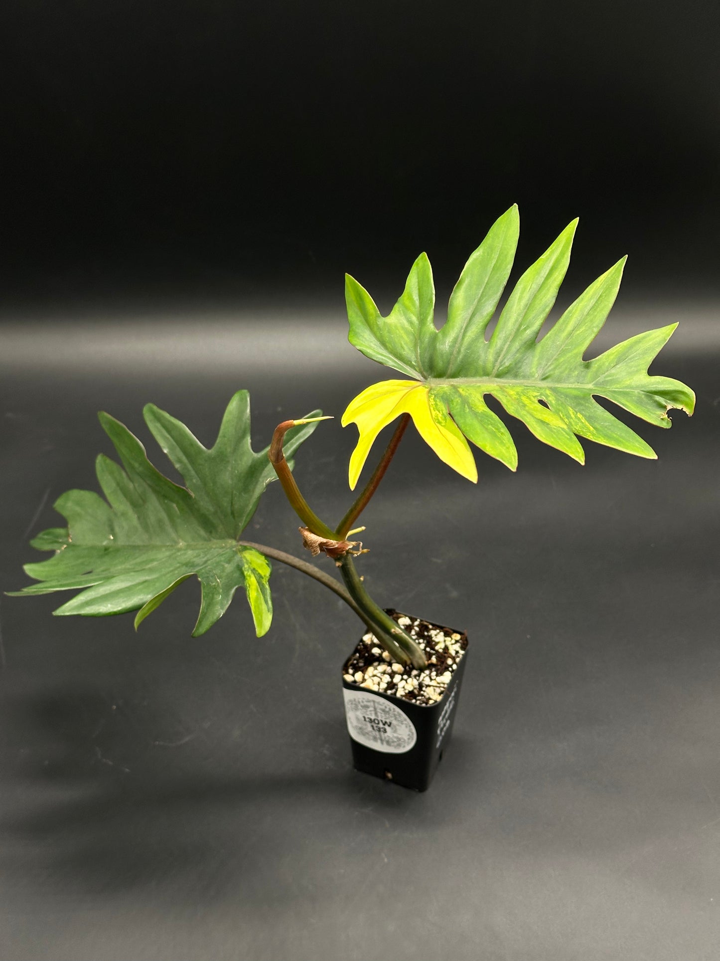 Philodendron mayoi in a square black pot with soil and perlite, featuring two upright petioles with one green and one yellowing lobed leaf.