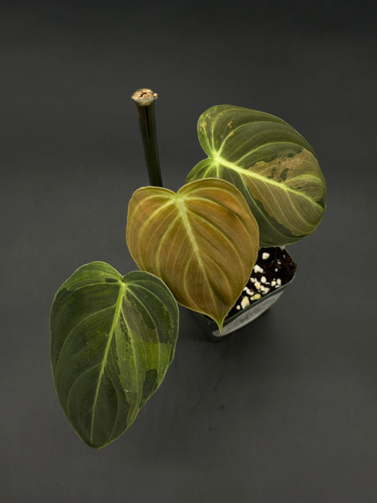 Philodendron Melanochrysum Variegated (522W12), an exotic houseplant with distinct variegated leaves, ideal for collectors and plant enthusiasts exploring rare tropical species.
