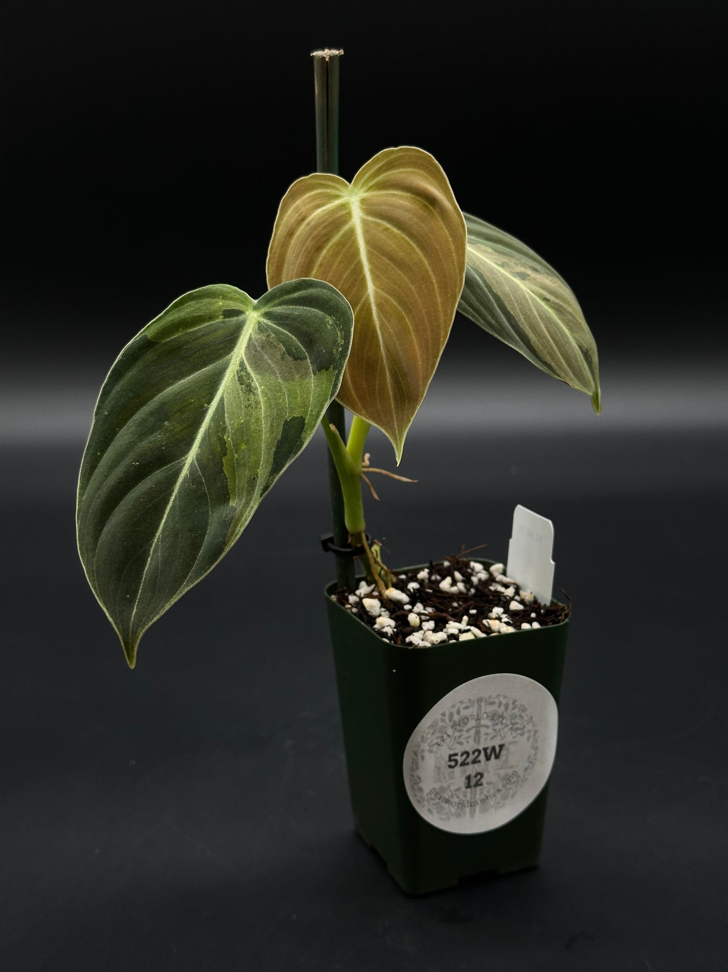 Philodendron Melanochrysum Variegated (522W12) with large, glossy leaves and striking variegation, perfect for collectors seeking exotic tropical houseplants.