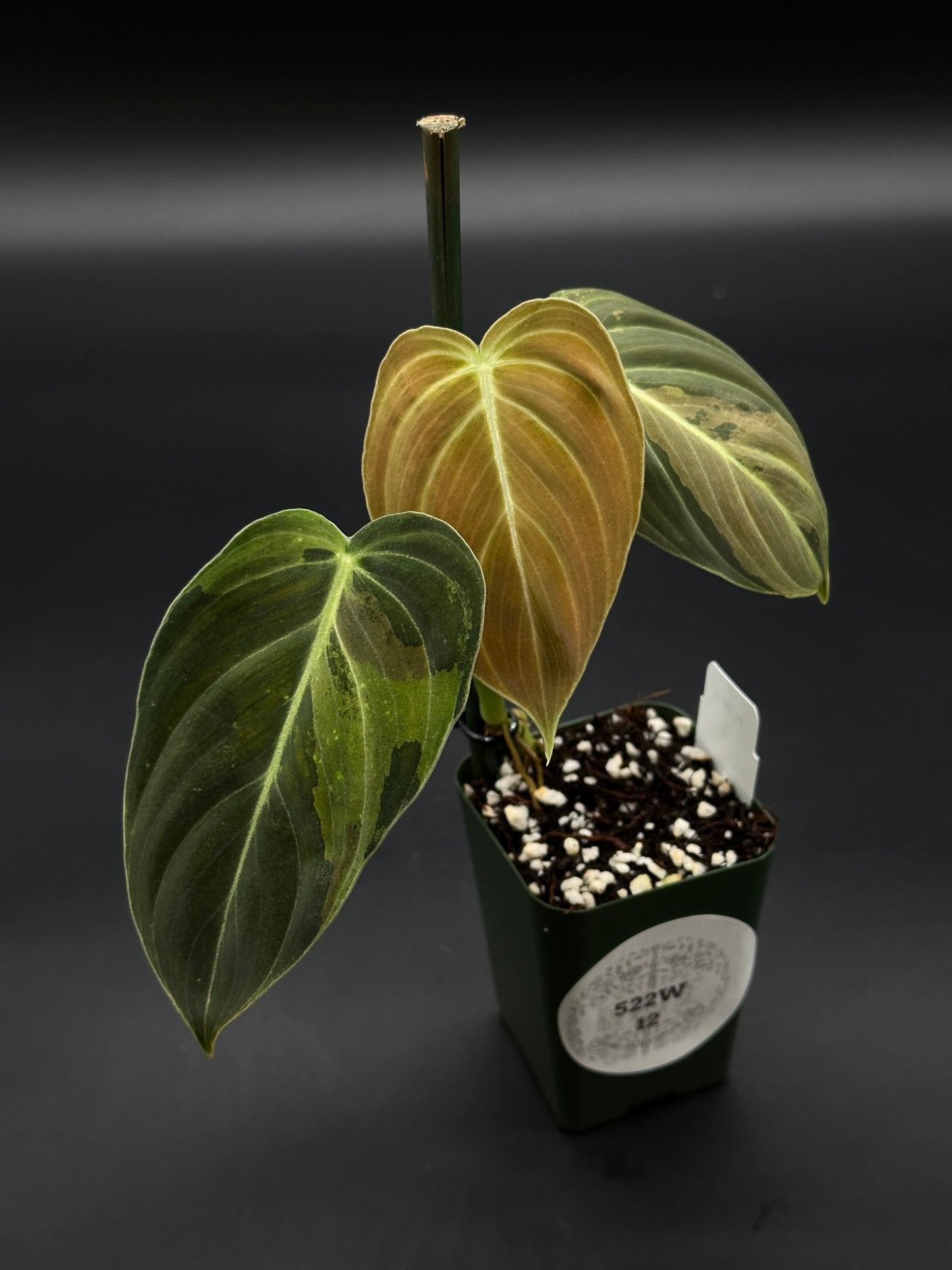 Philodendron Melanochrysum Variegated (522W12), a rare tropical houseplant with striking variegated leaves, perfect for collectors and plant enthusiasts seeking exotic aroids.