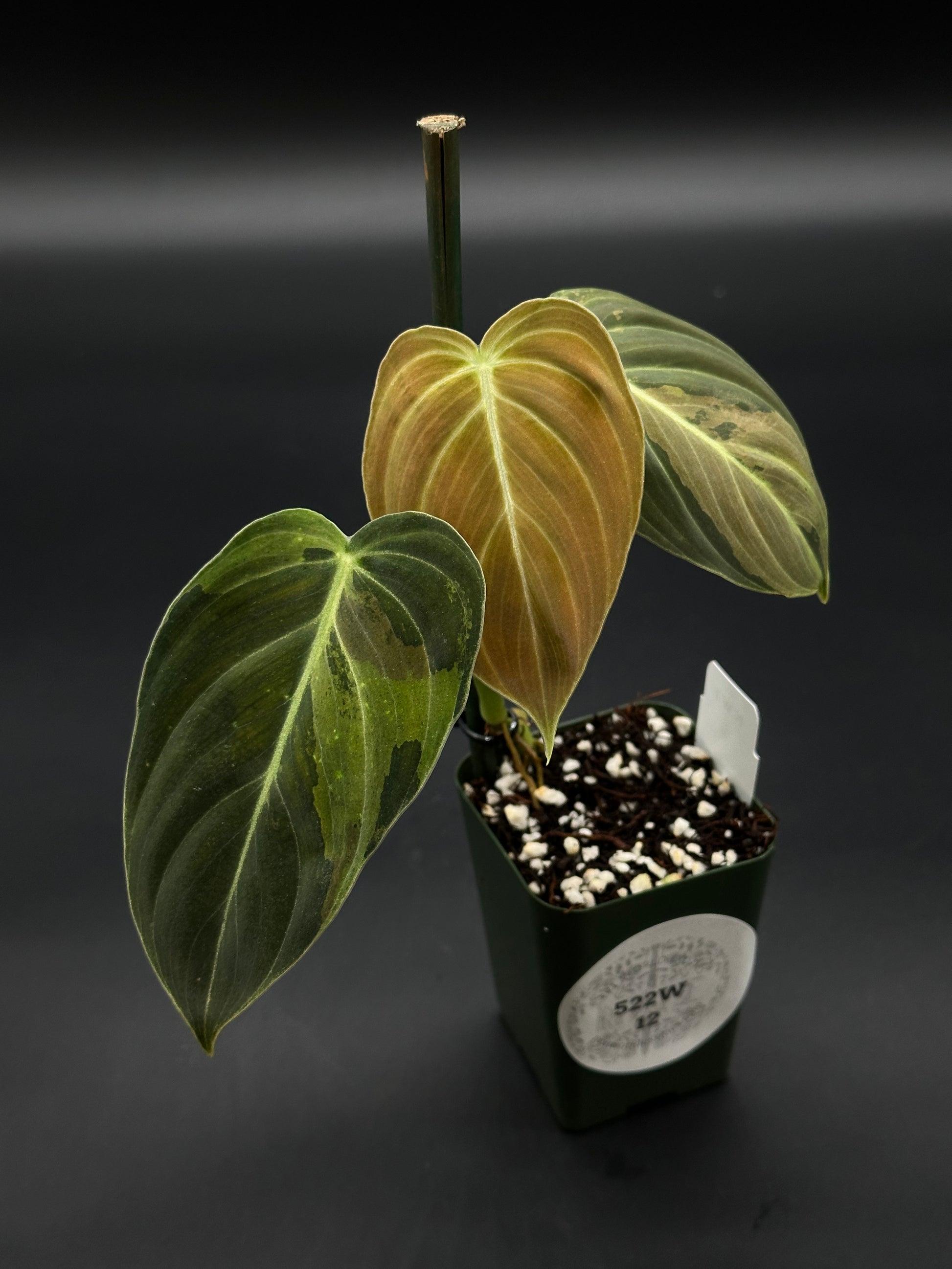 Philodendron Melanochrysum Variegated (522W12), a rare tropical houseplant with striking variegated leaves, perfect for collectors and plant enthusiasts seeking exotic aroids.