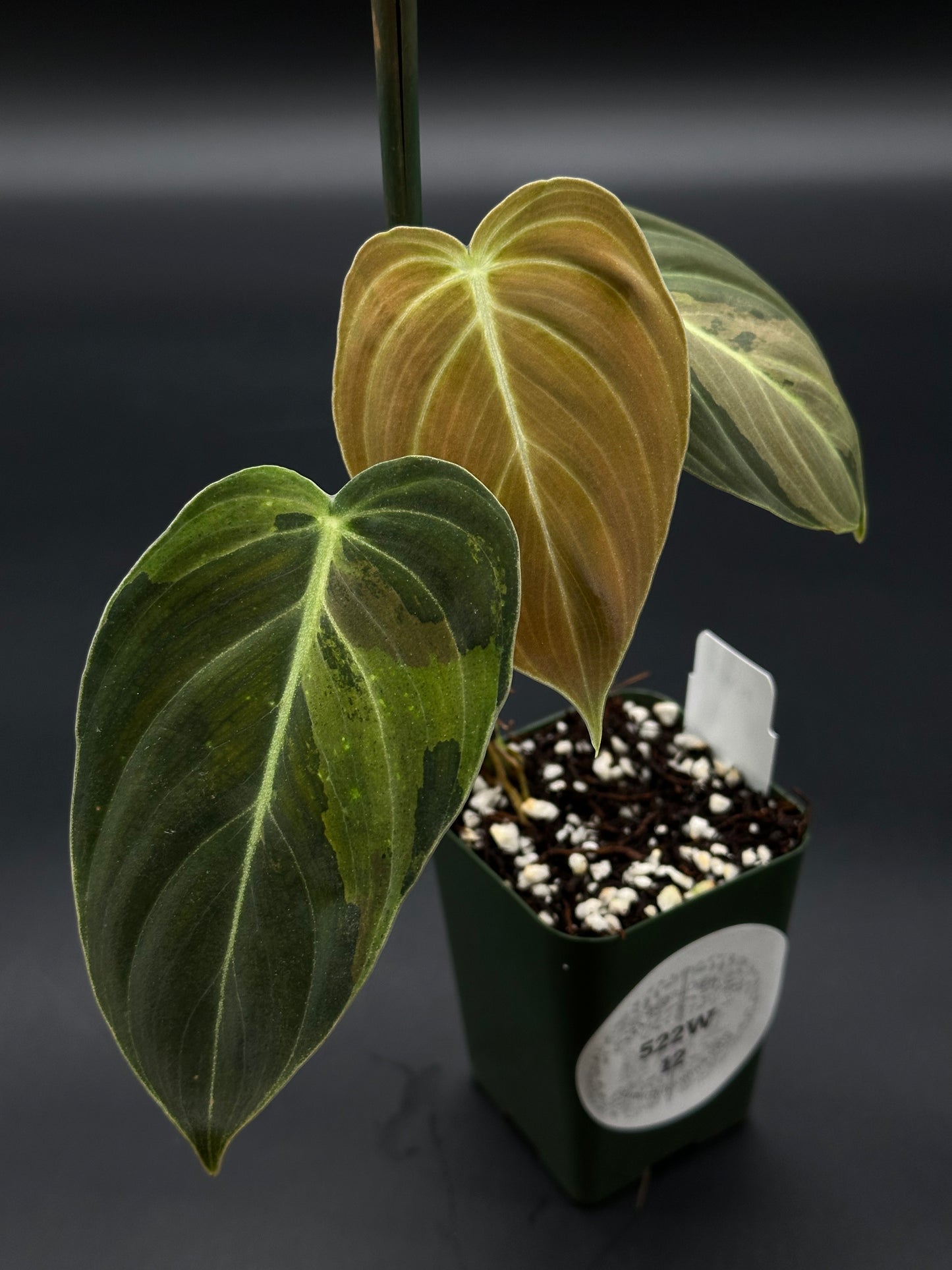 Philodendron Melanochrysum Variegated plant, showcasing its unique foliage, ideal for enthusiasts of exotic variegated houseplants from Next World Exotics.
