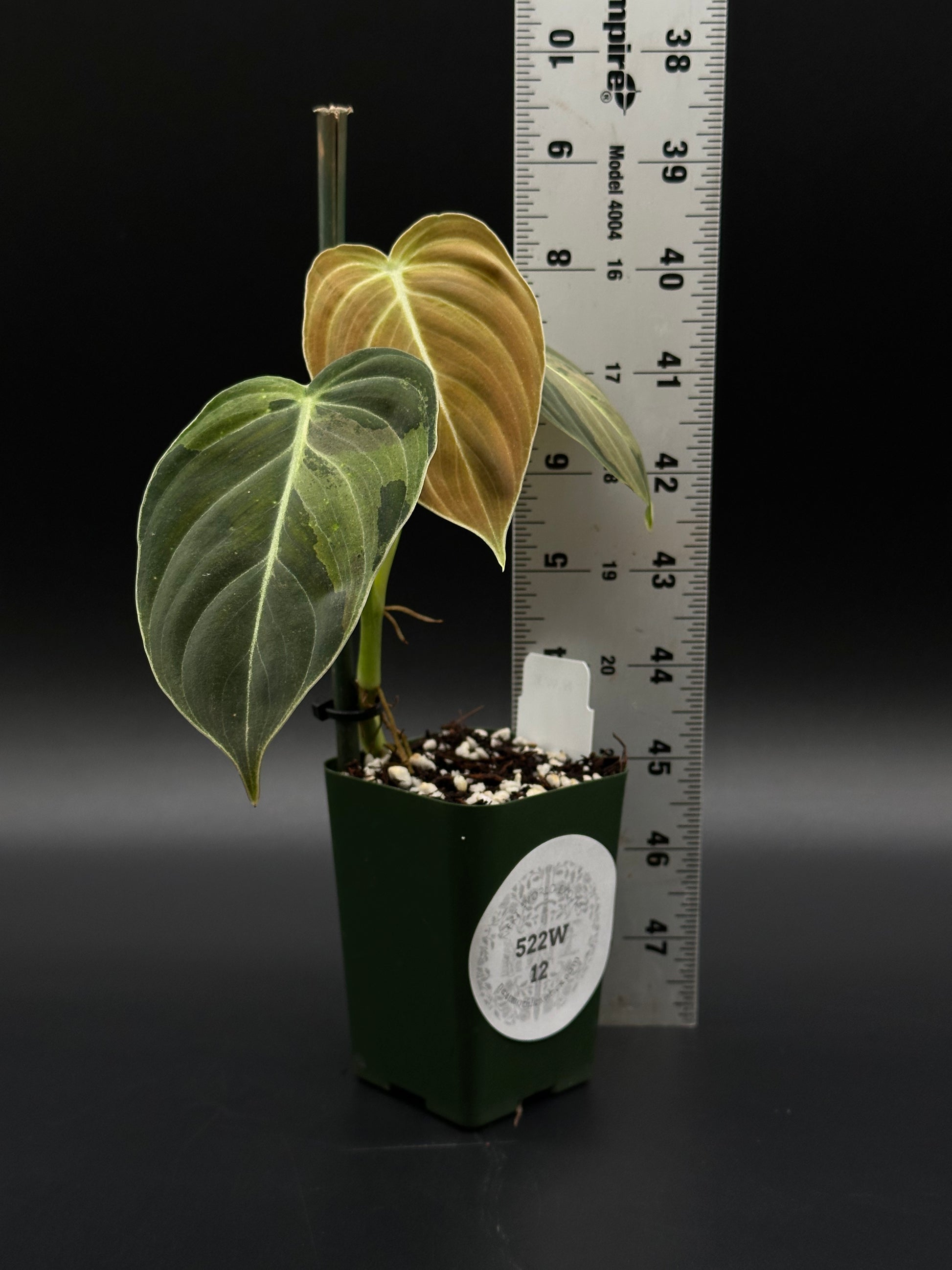 Philodendron Melanochrysum Variegated plant with large, glossy leaves showcasing distinctive variegation, ideal for collectors and enthusiasts seeking exotic houseplants from Next World Exotics.
