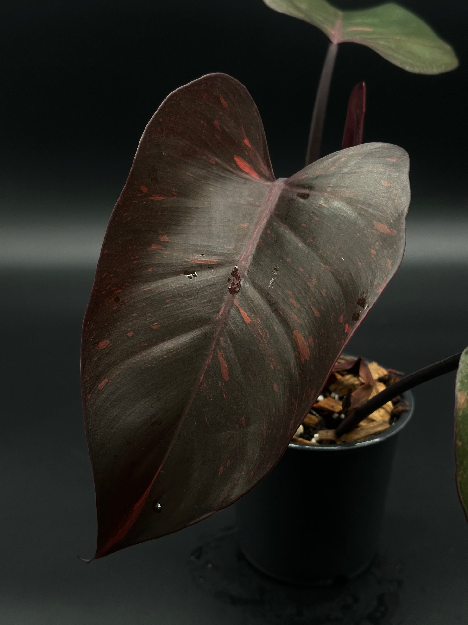 Philodendron 'Orange Princess' in a 4-inch pot, showcasing its distinctive variegation, perfect for collectors and enthusiasts of rare, exotic houseplants from Next World Exotics.