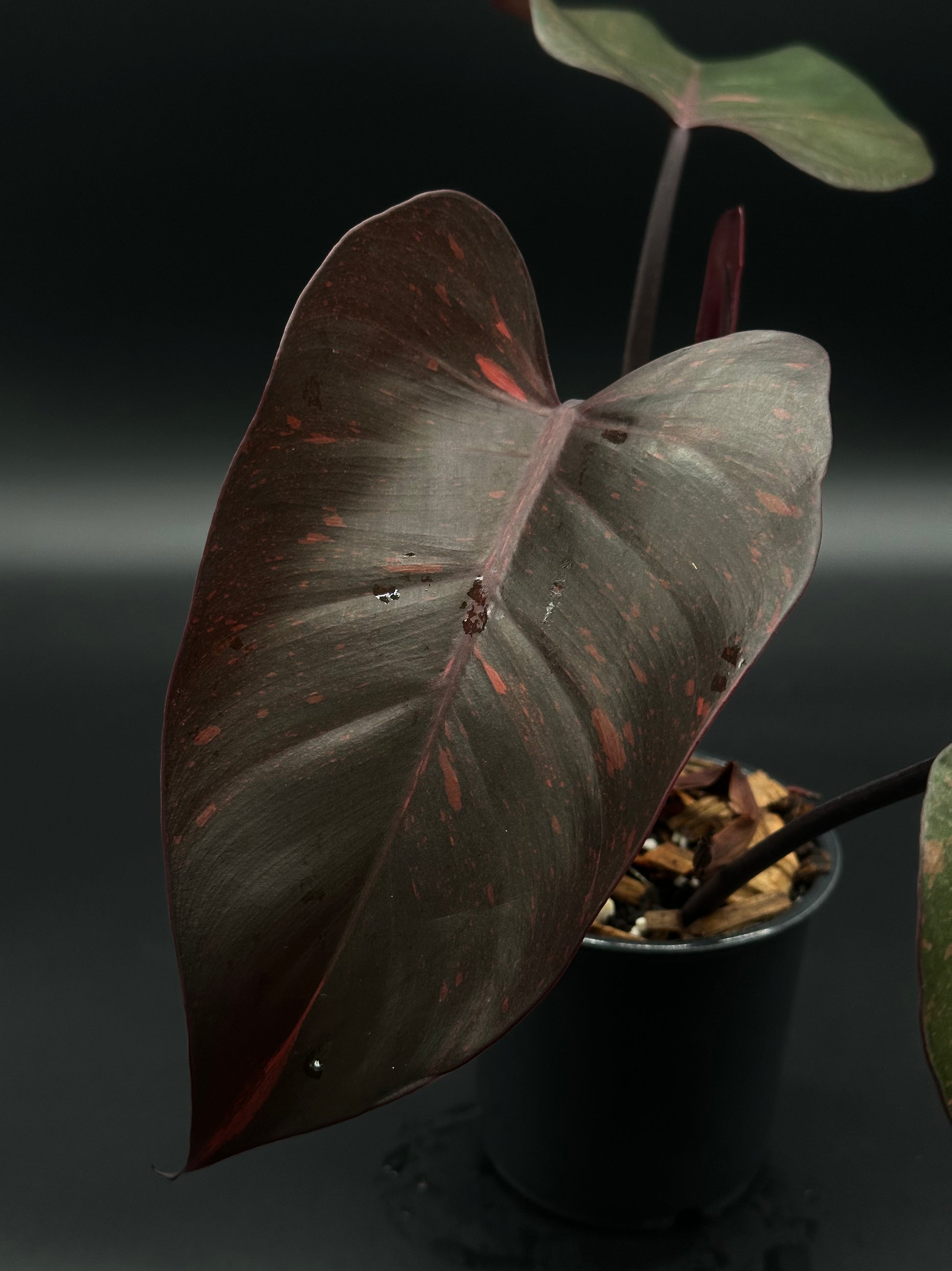 Philodendron 'Orange Princess' with variegated leaves, growing in a 4-inch pot, showcased as part of Next World Exotics' rare tropical houseplant collection.