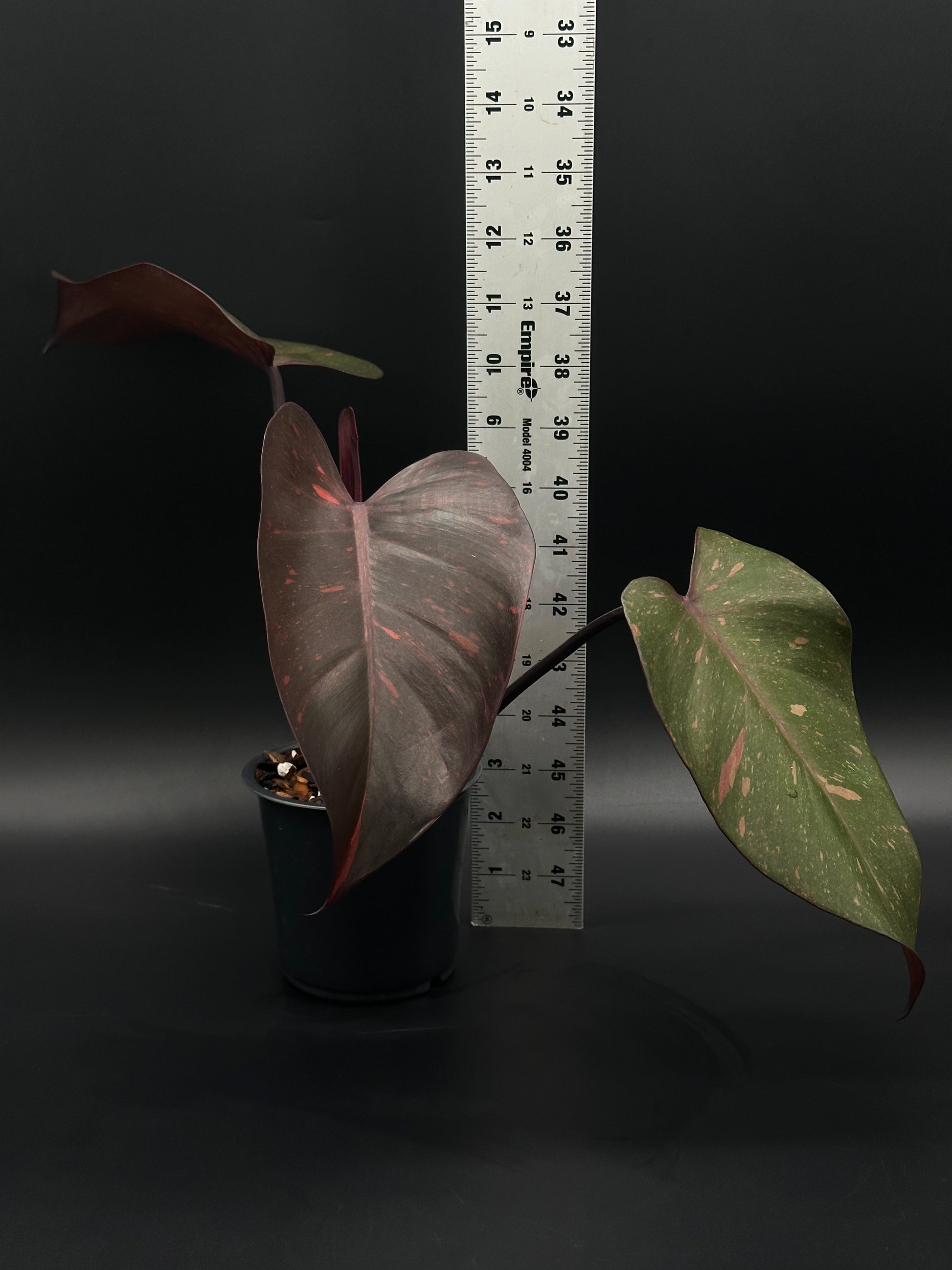 Philodendron 'Orange Princess' with variegated leaves in a 4-inch pot, highlighting its unique appeal for exotic houseplant enthusiasts.