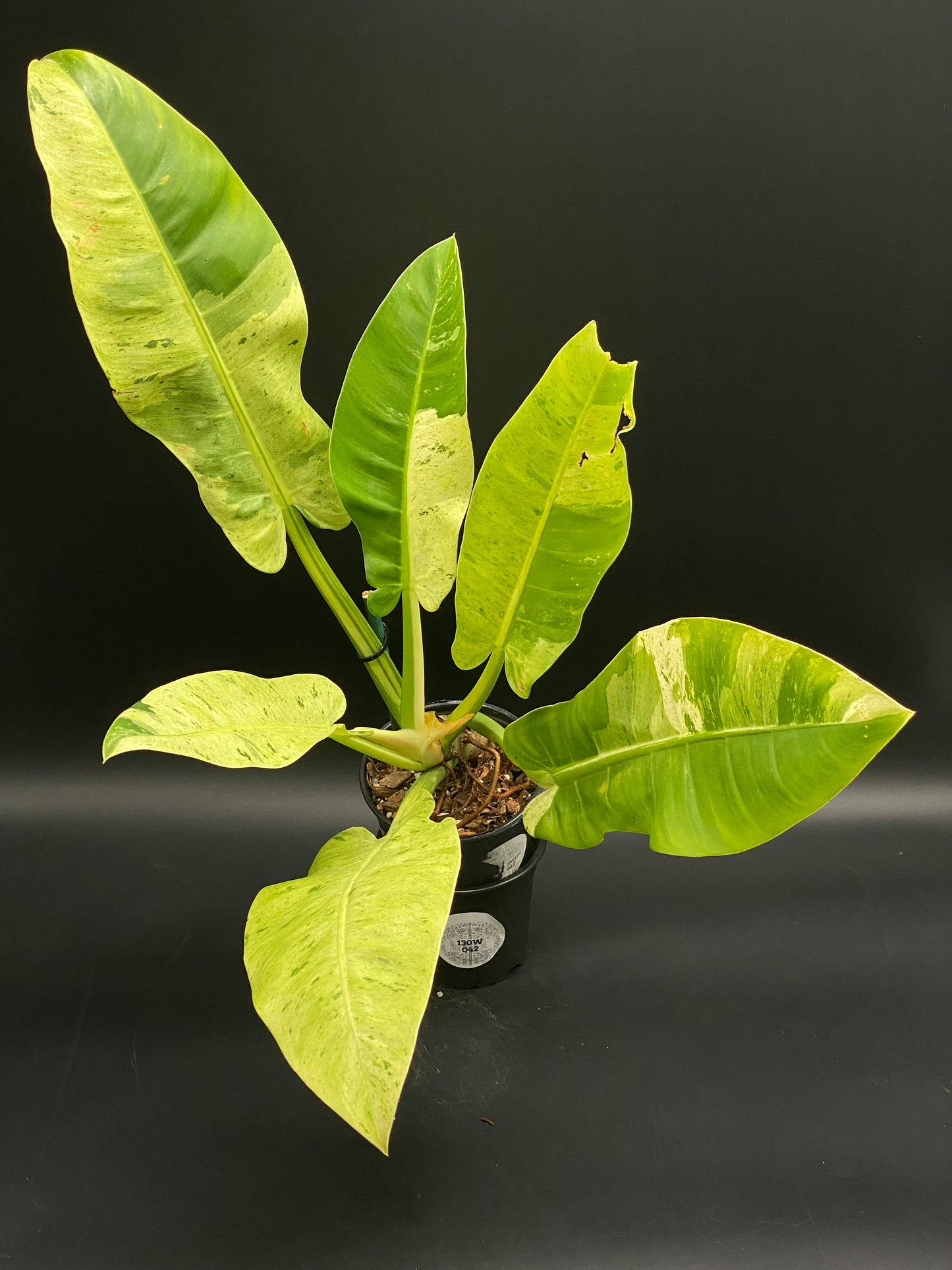 Philodendron 'Orlando' (130W042) in a small black pot, showcasing elongated leaves with marbled variegation, supported by a tie around the main stem.