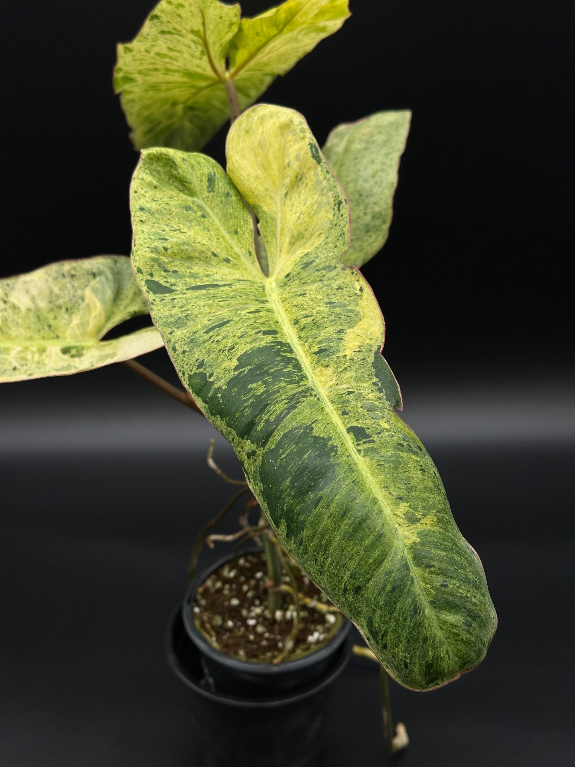 Philodendron Paraiso Verde Aurea Variegated (410W19) in a 2.25-inch pot, showcasing vibrant green and yellow variegated leaves, ideal for indoor gardens.