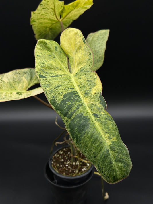 Philodendron Paraiso Verde Aurea Variegated (410W19) in a 2.25-inch pot, showcasing vibrant green and yellow variegated leaves, ideal for indoor gardens.